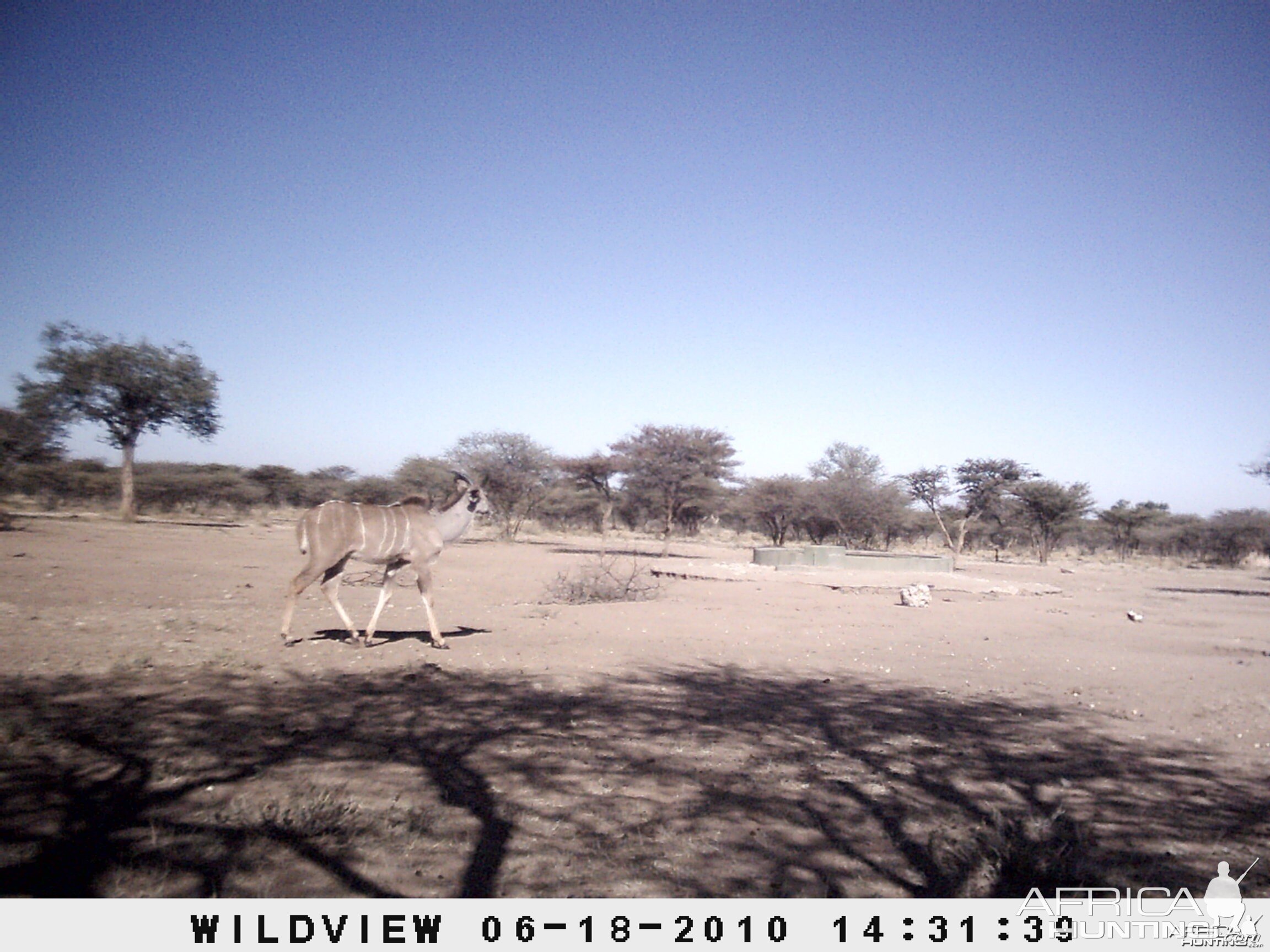 Kudu, Namibia