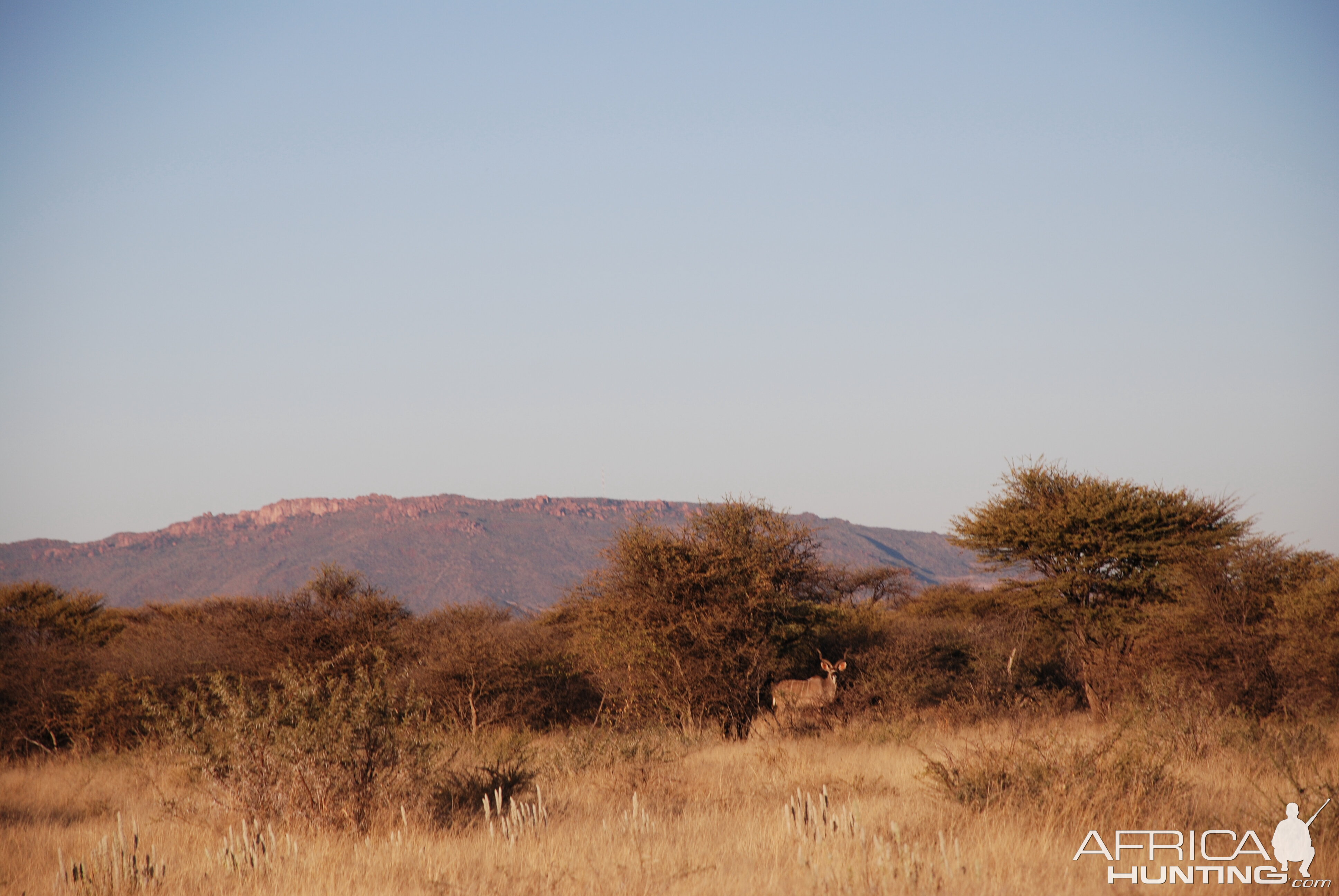 Kudu, Namibia