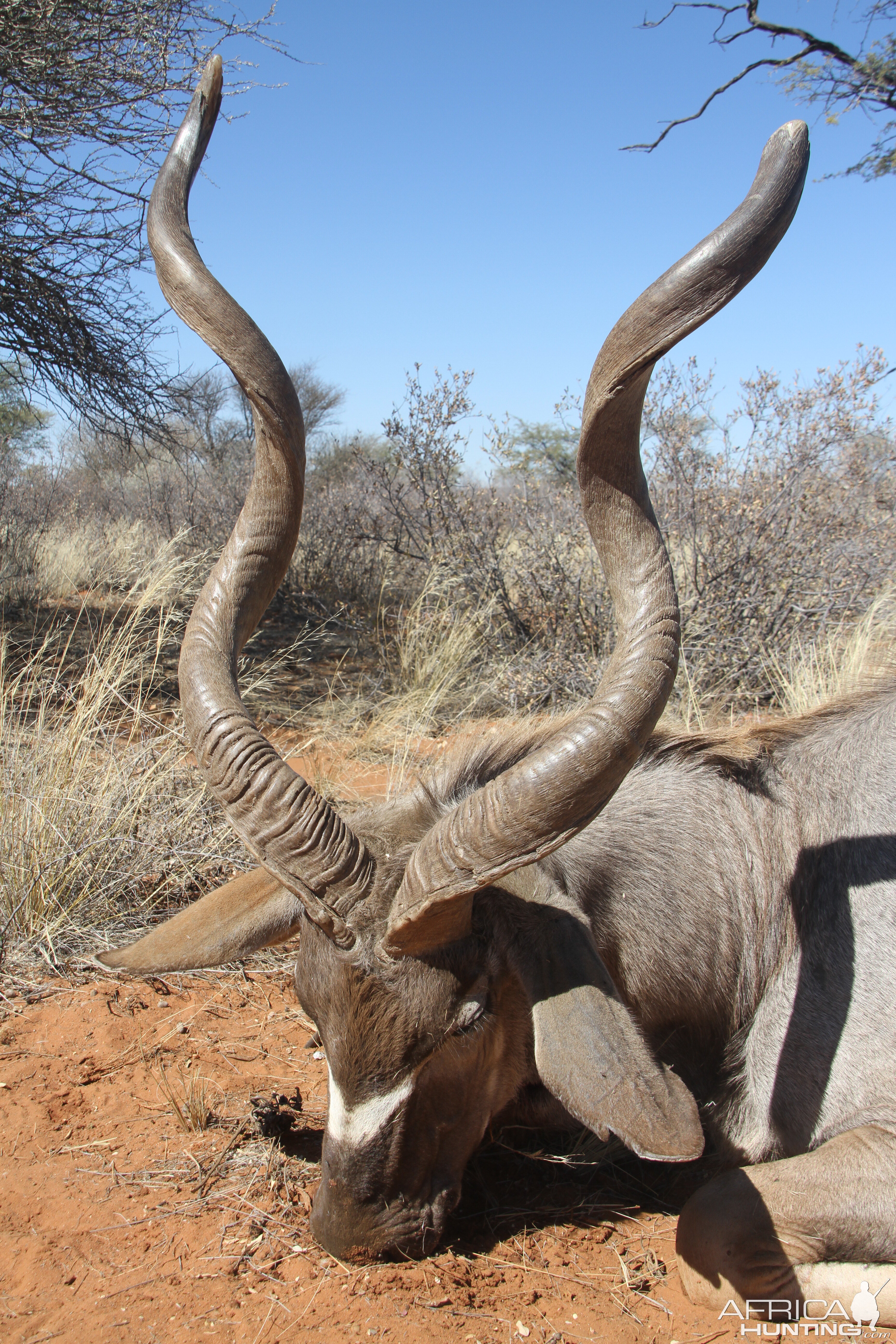 Kudu Non-trophy Hunting in Namibia