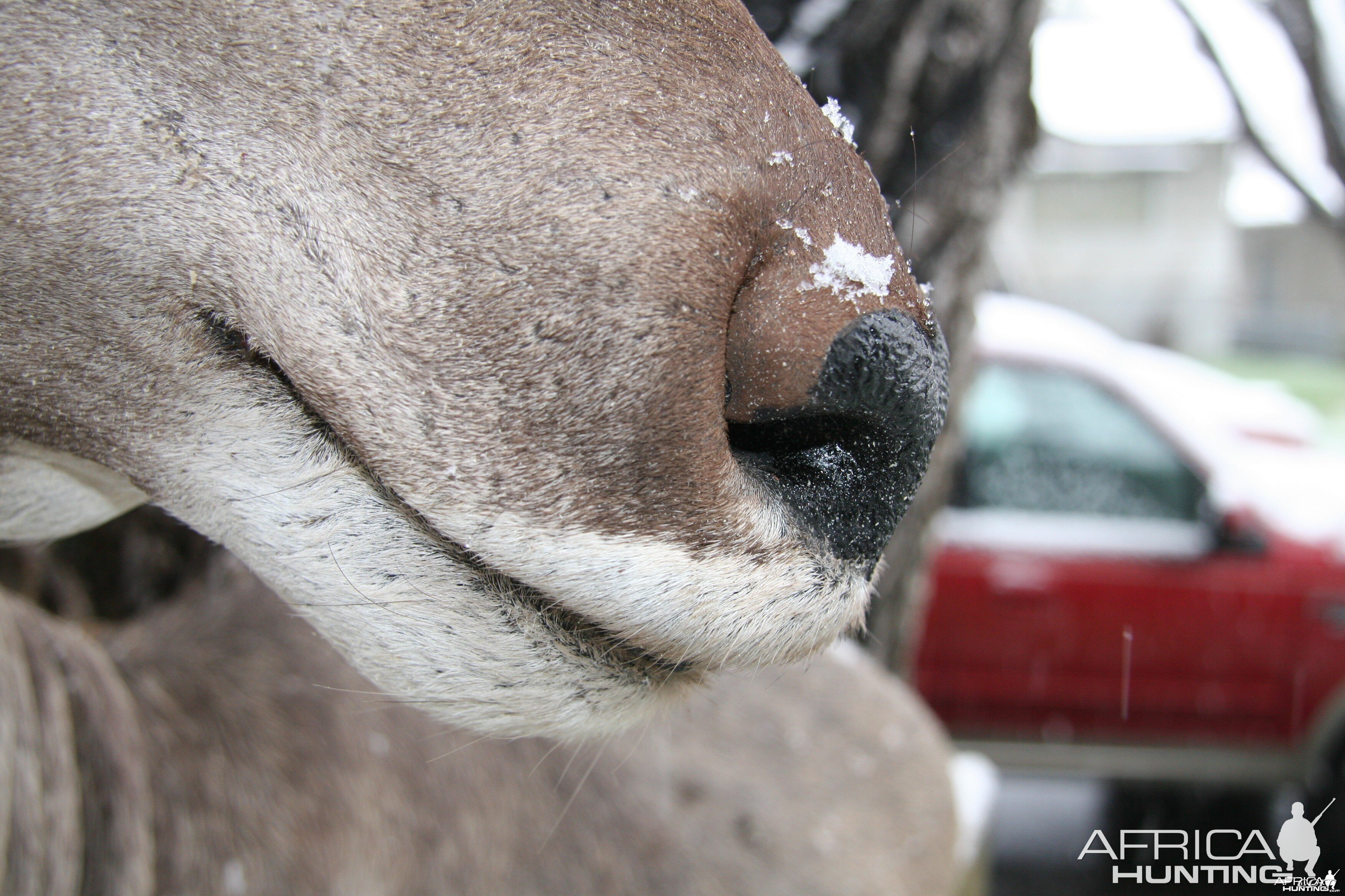 Kudu Nose Detail