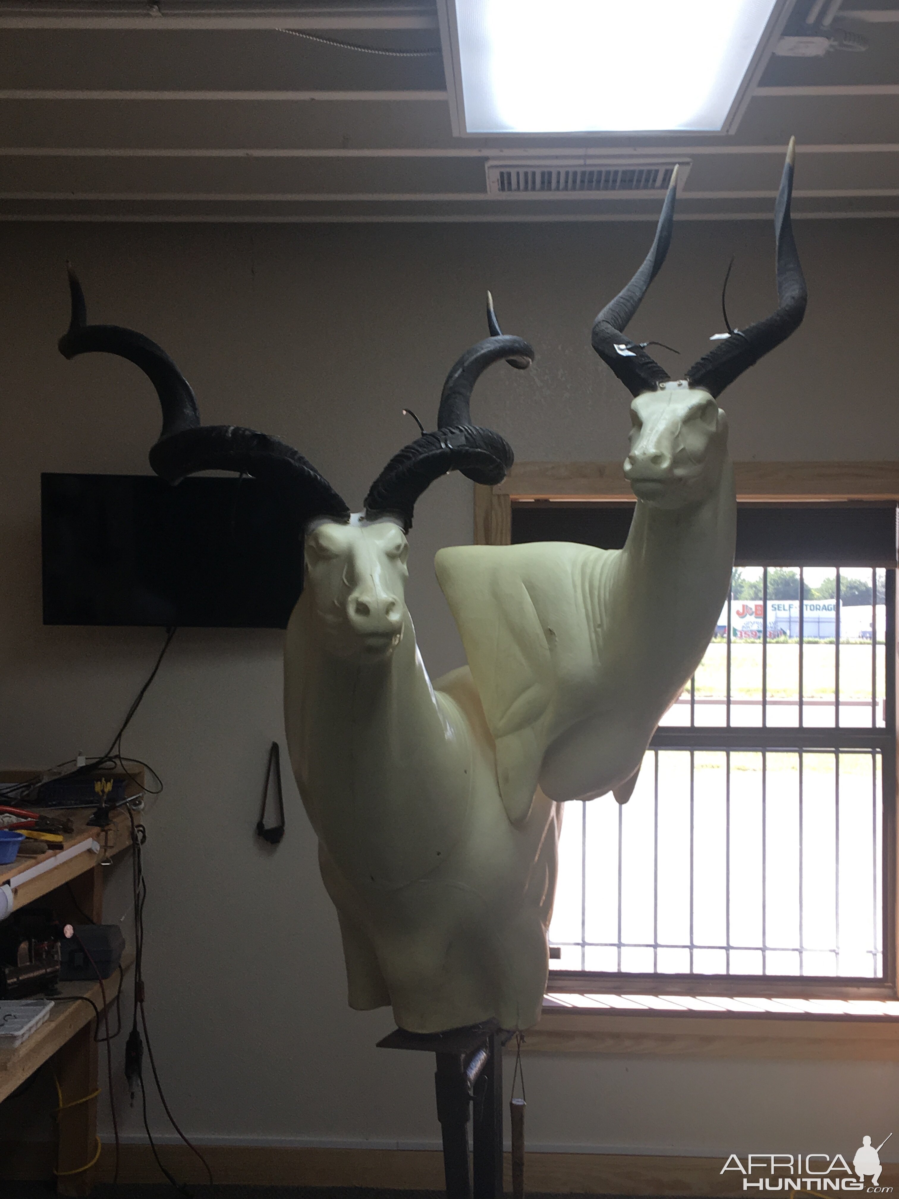 Kudu & Nyala Shoulder Mount Pedestal Taxidermy Process