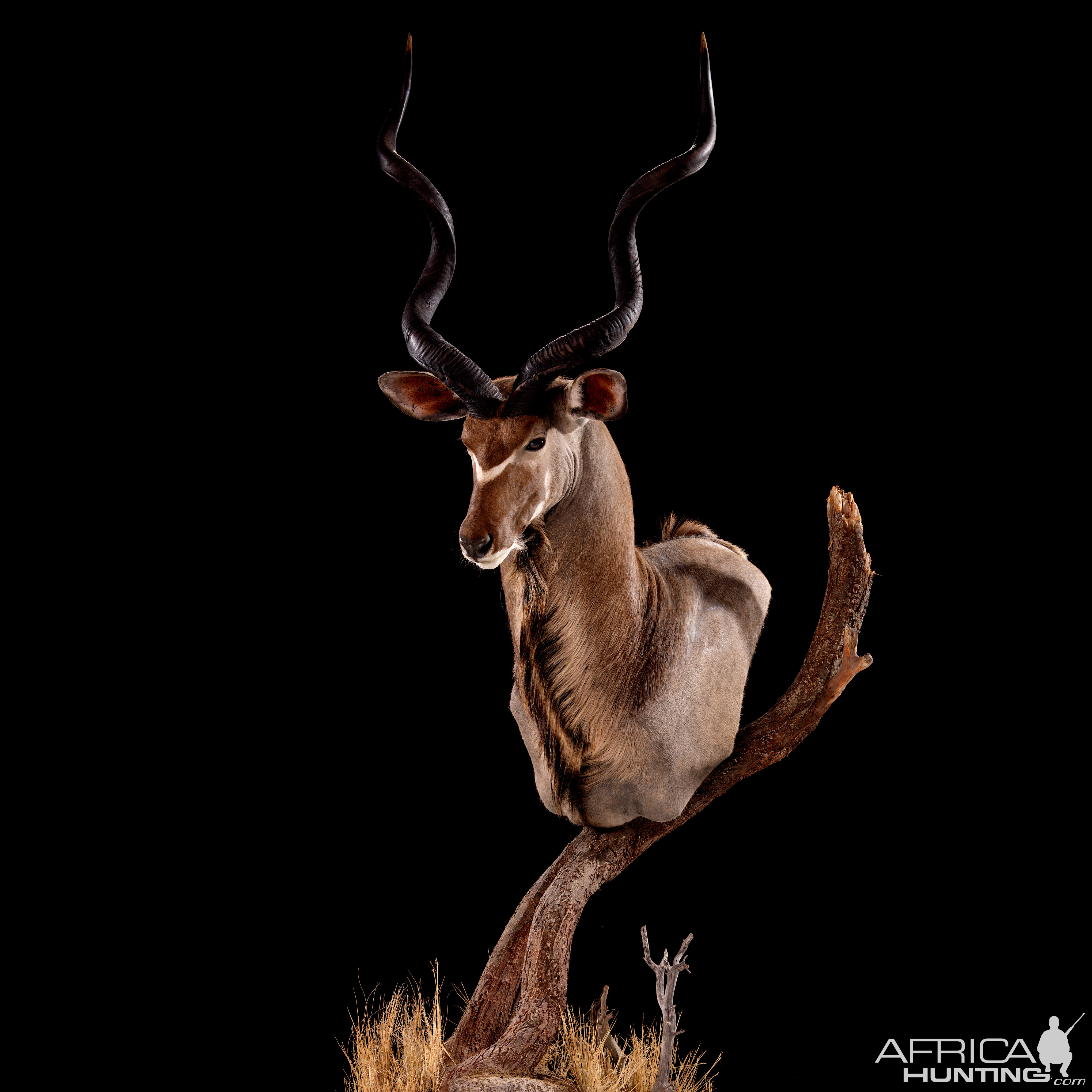 Kudu Pedestal Mount Taxidermy