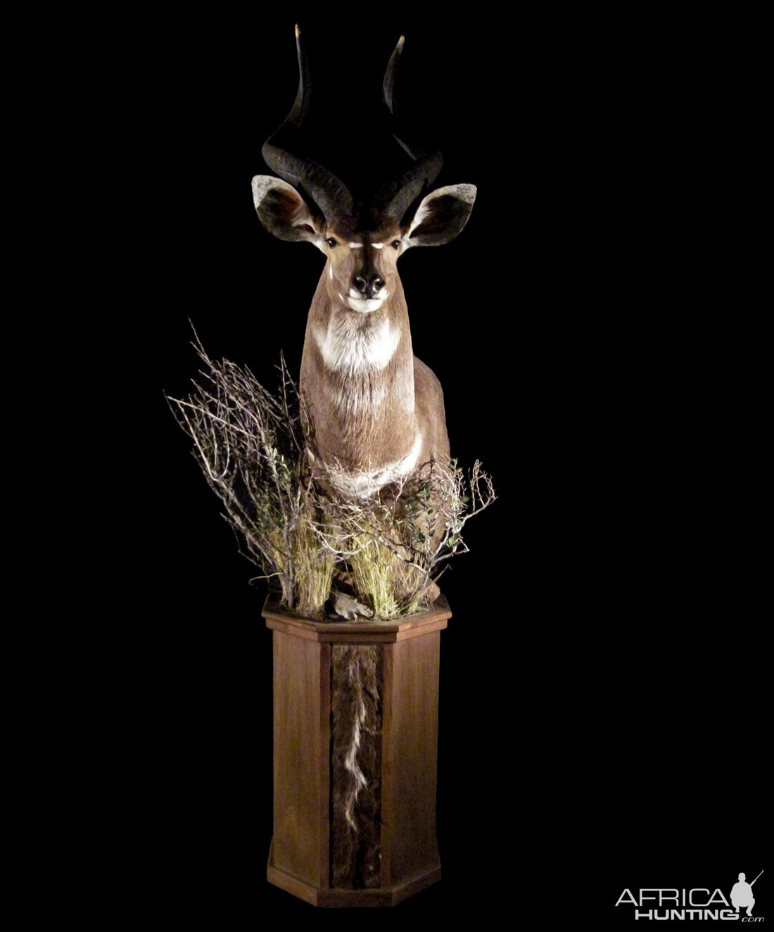 Kudu Pedestal Mount Taxidermy