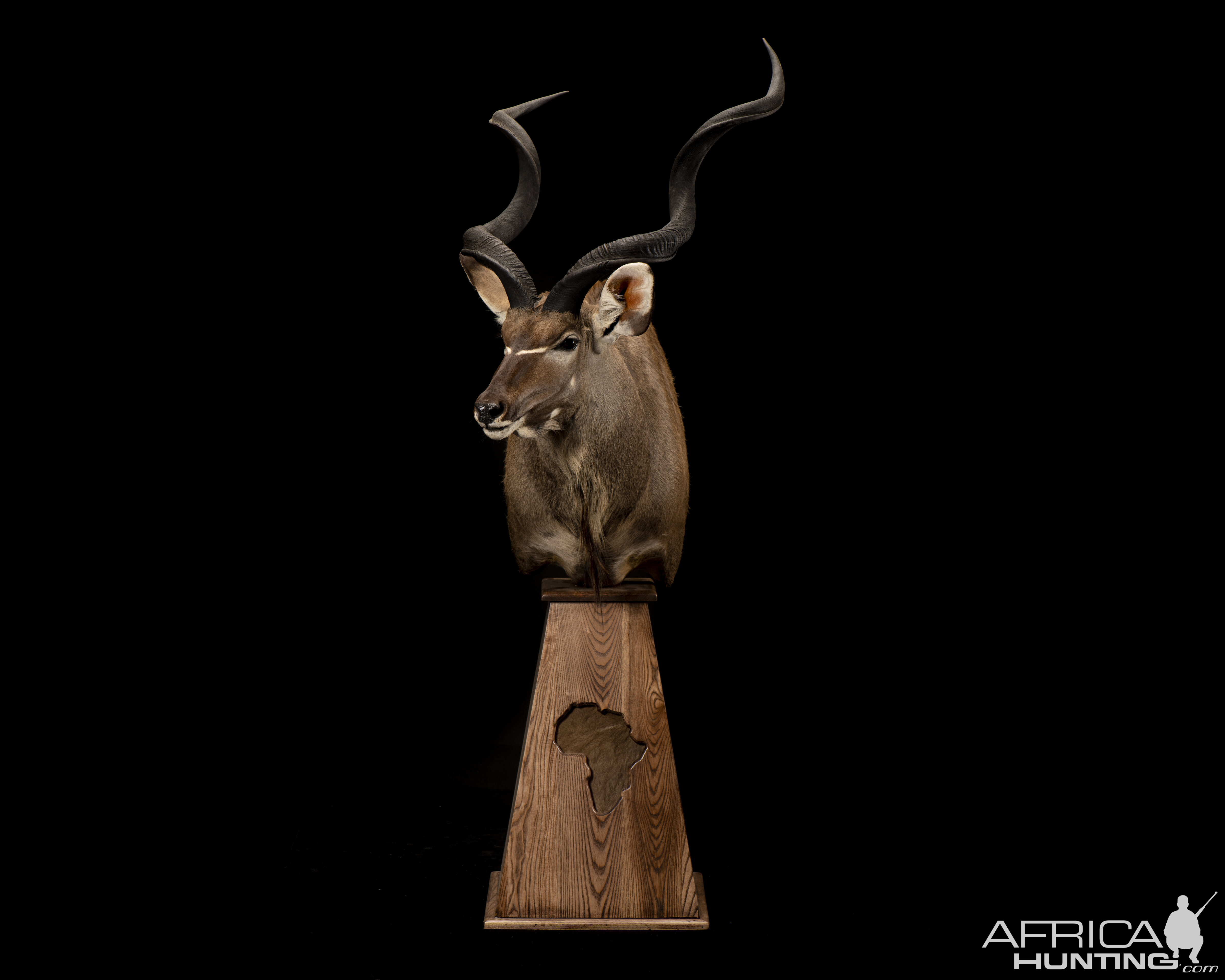 Kudu Pedestal Mount Taxidermy