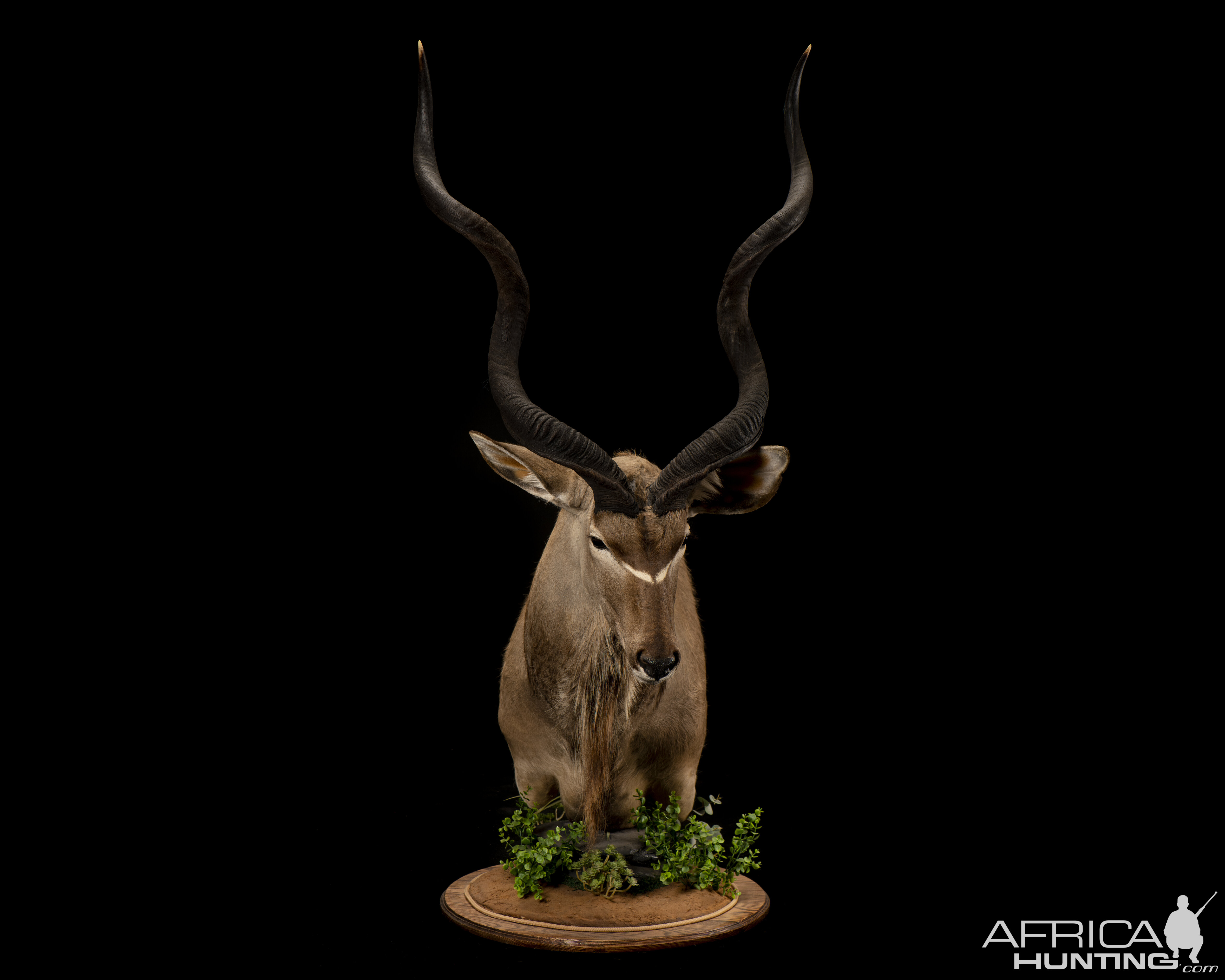 Kudu Pedestal Mount Taxidermy