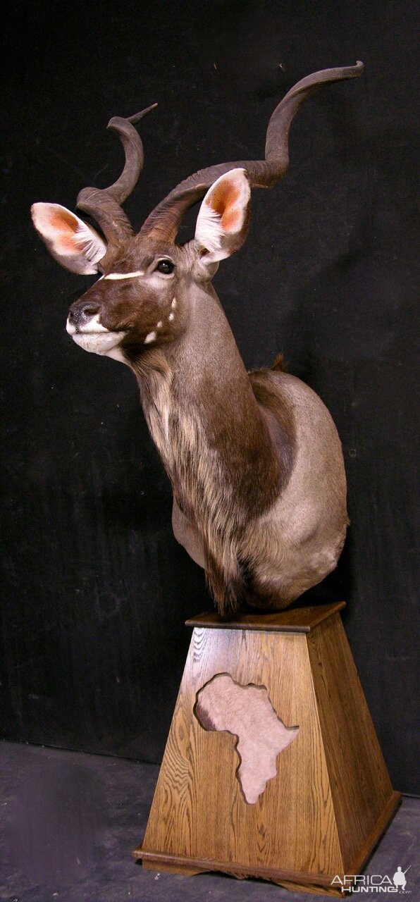 Kudu Pedestal Mount Taxidermy