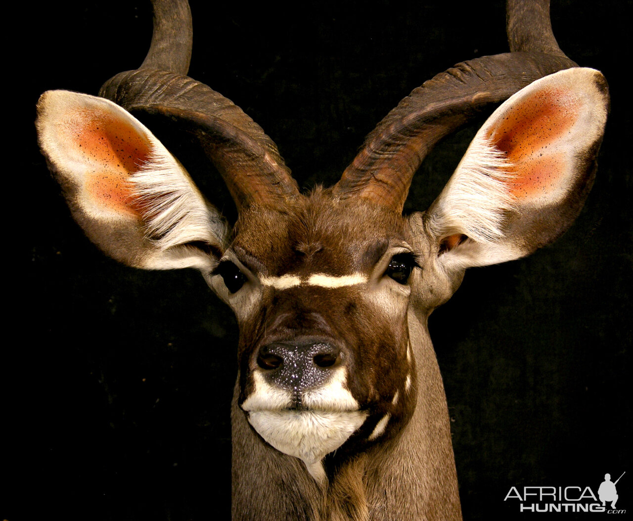 Kudu Pedestal Mount Taxidermy