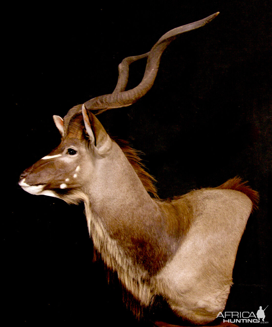 Kudu Pedestal Mount Taxidermy