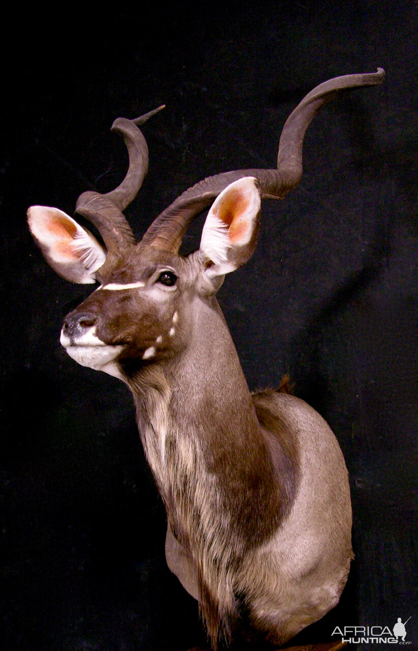 Kudu Pedestal Mount Taxidermy