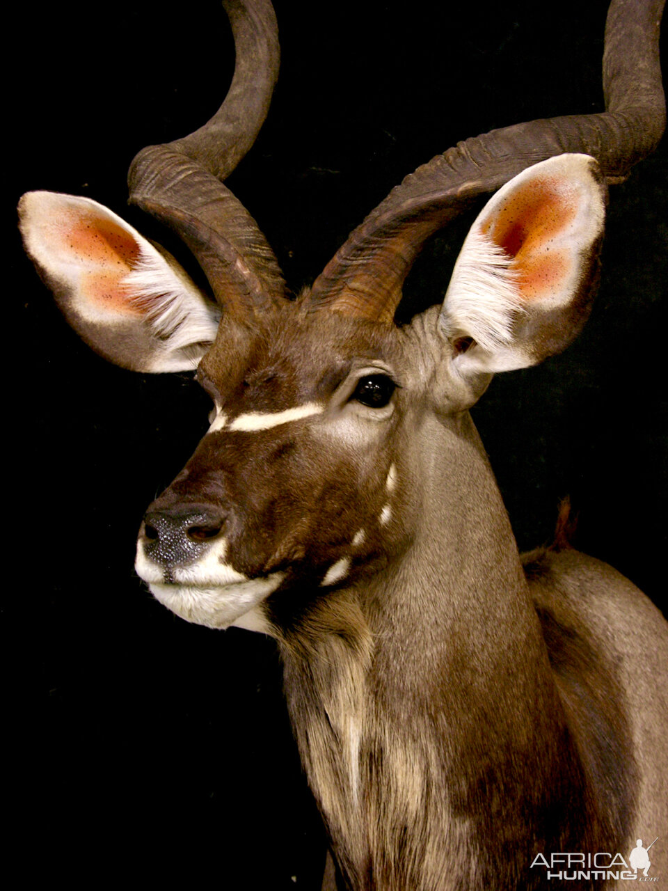 Kudu Pedestal Mount Taxidermy