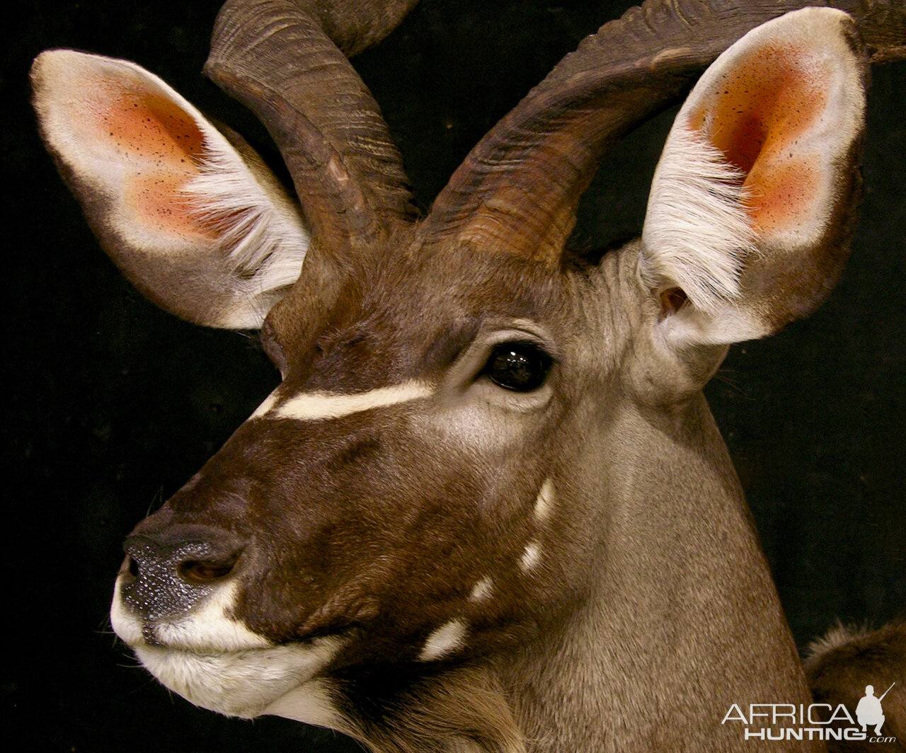 Kudu Pedestal Mount Taxidermy