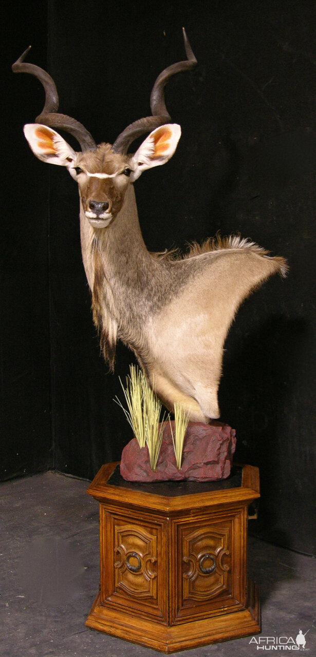 Kudu Pedestal Mount Taxidermy