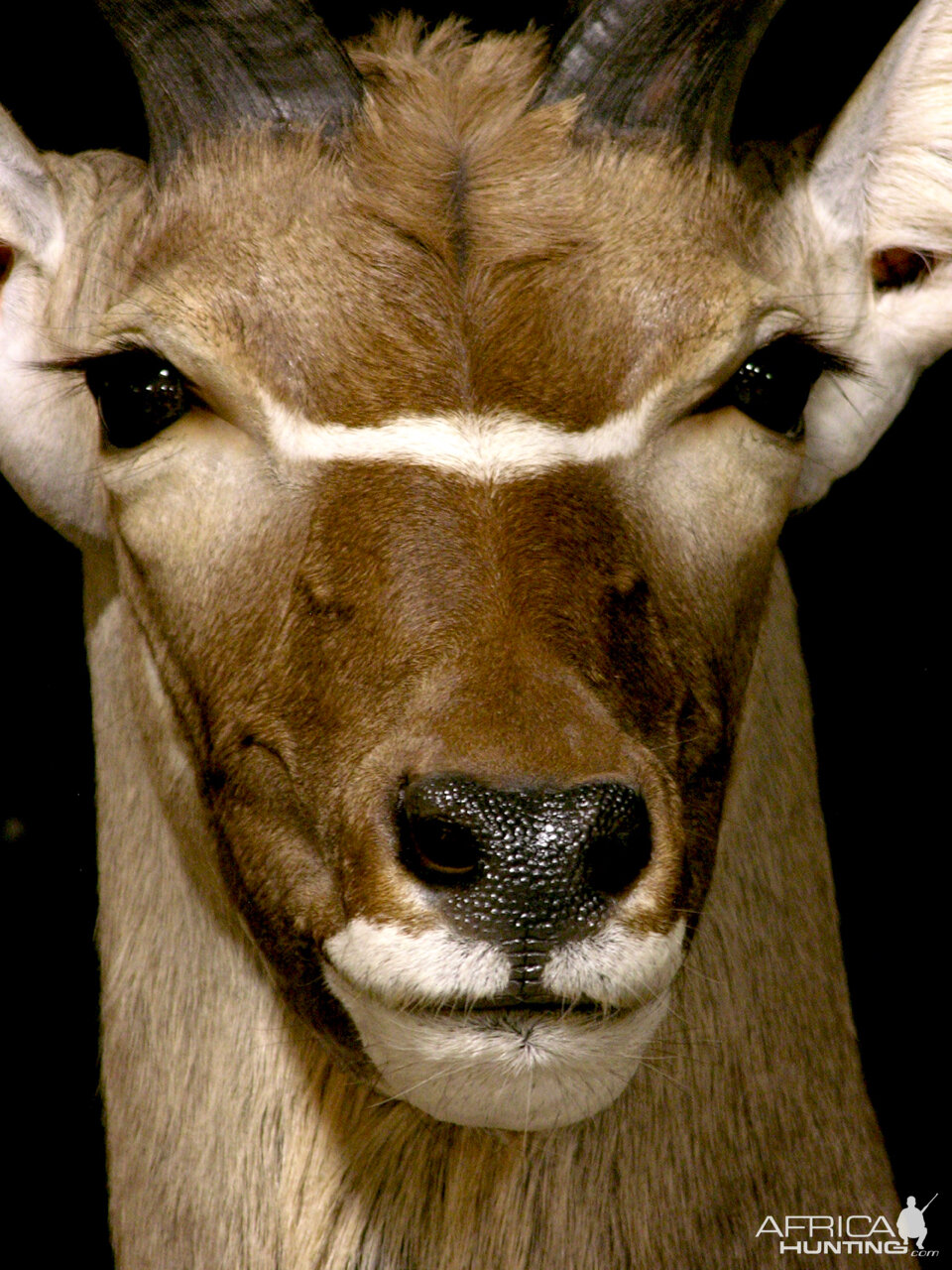 Kudu Pedestal Mount Taxidermy