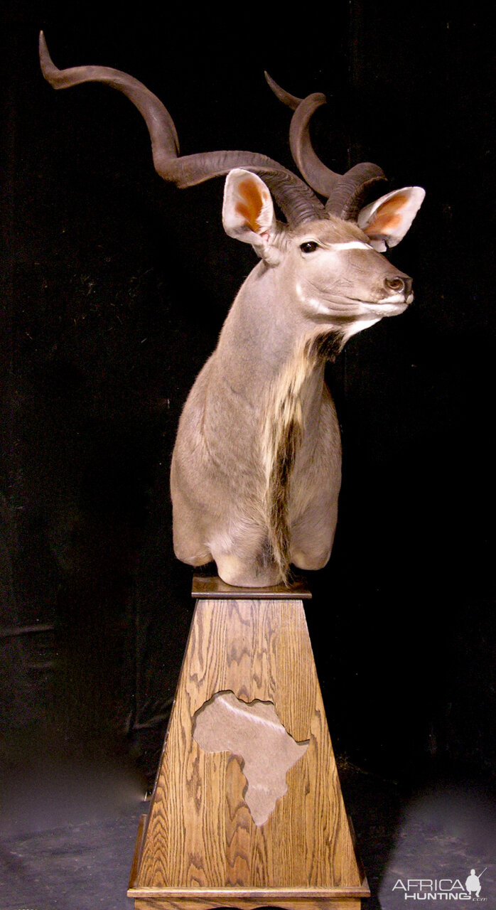 Kudu Pedestal Mount Taxidermy