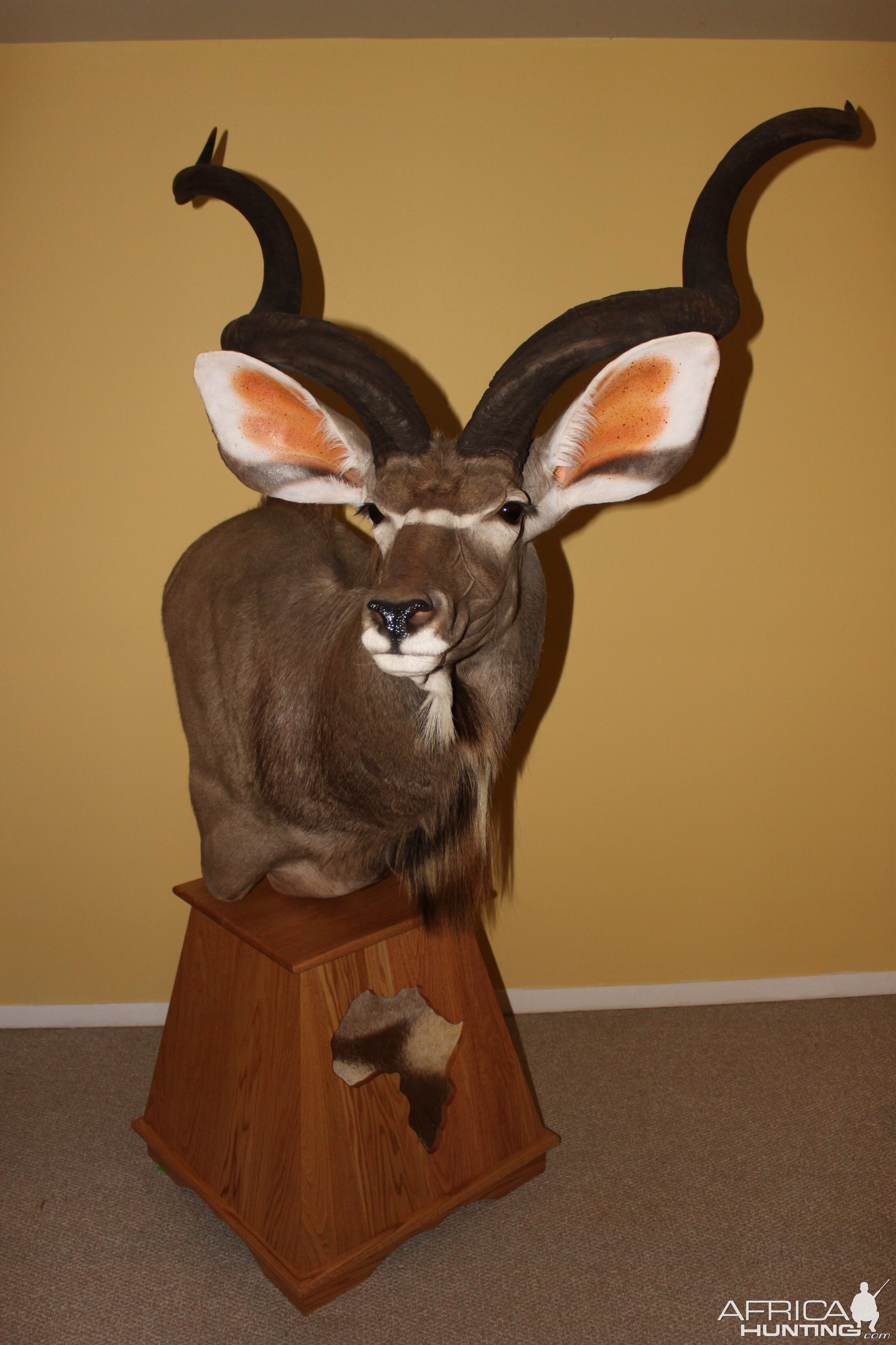 Kudu Pedestal Mount Taxidermy