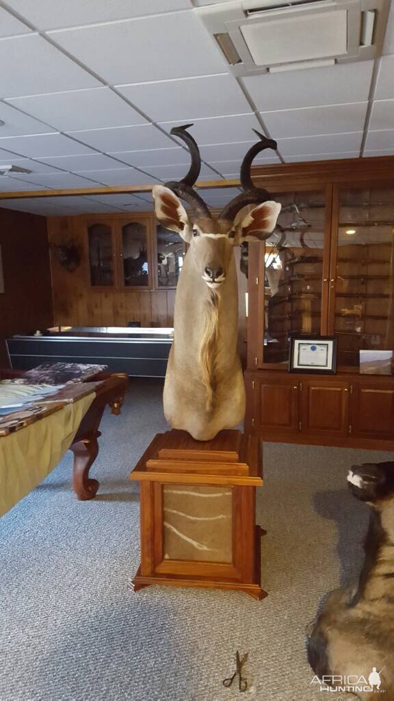 Kudu Pedestal Taxidermy