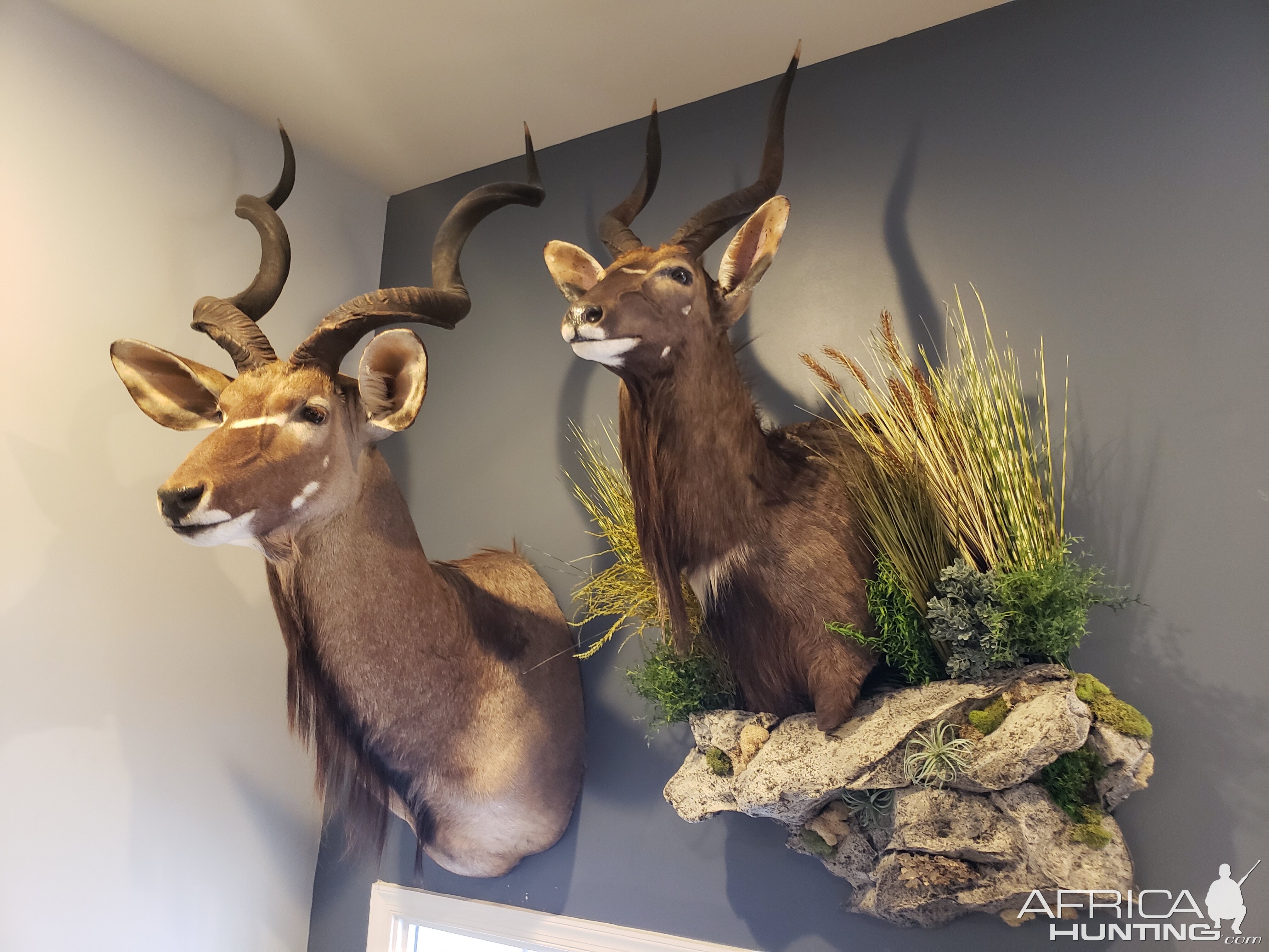 Kudu Shoulder Mount & Nyala Wall Pedestal with Habitat Taxidermy