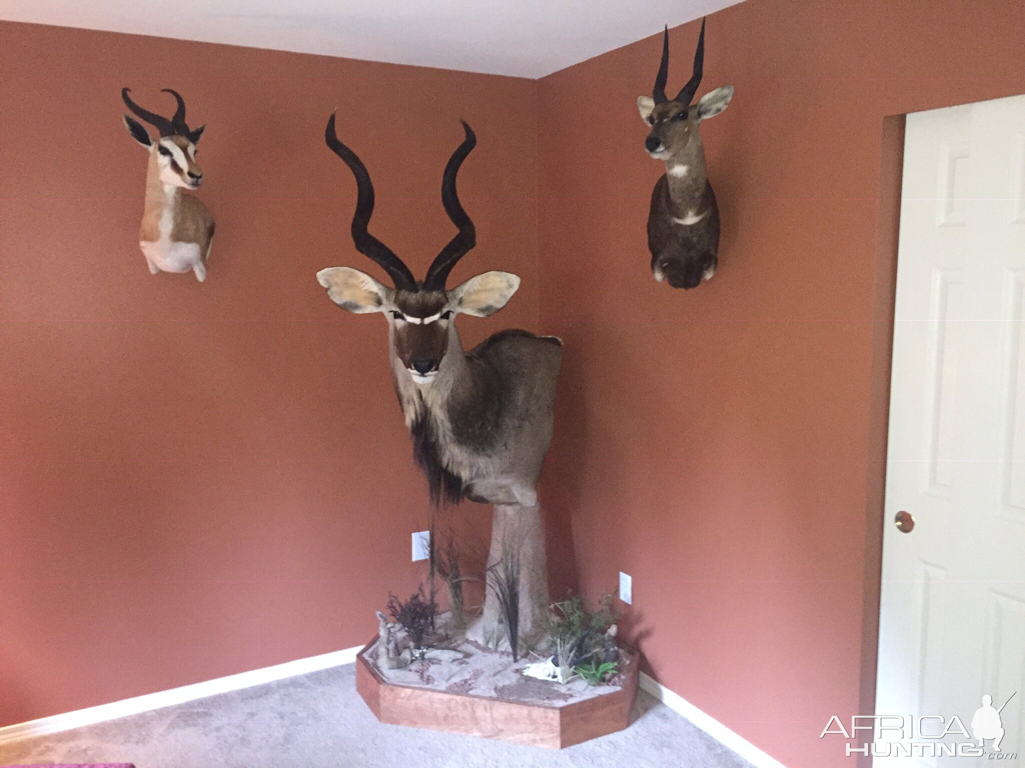 Kudu Shoulder Mount Pedestal Taxidermy with Springbok & Bushbuck  Shoulder Mounts