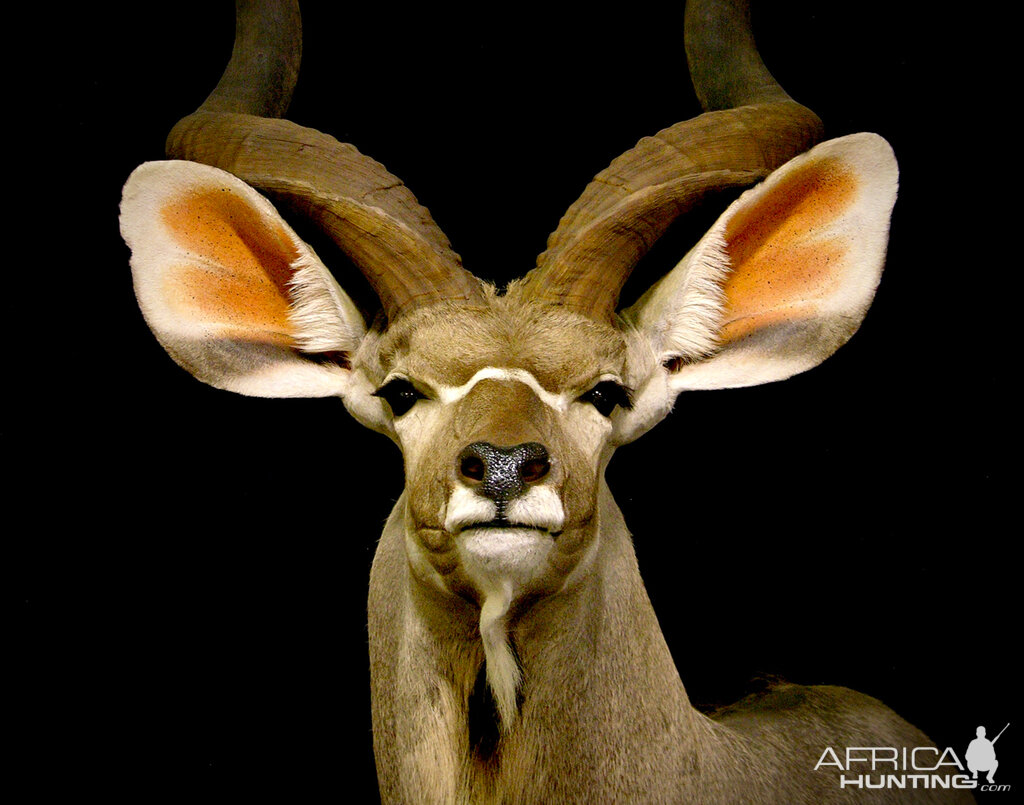 Kudu Shoulder Mount Pedestal Taxidermy