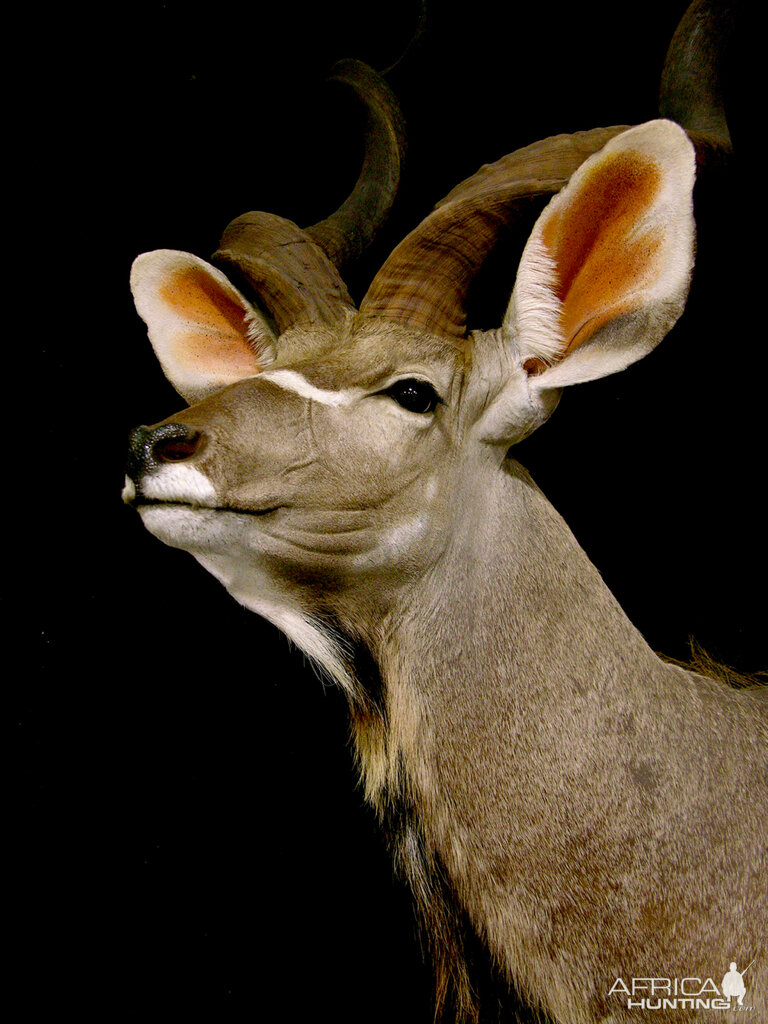 Kudu Shoulder Mount Pedestal Taxidermy