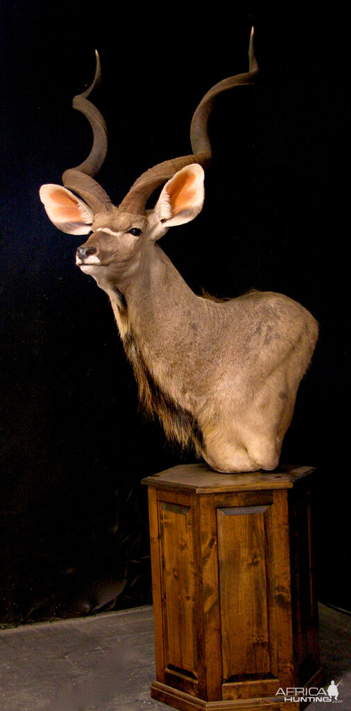 Kudu Shoulder Mount Pedestal Taxidermy