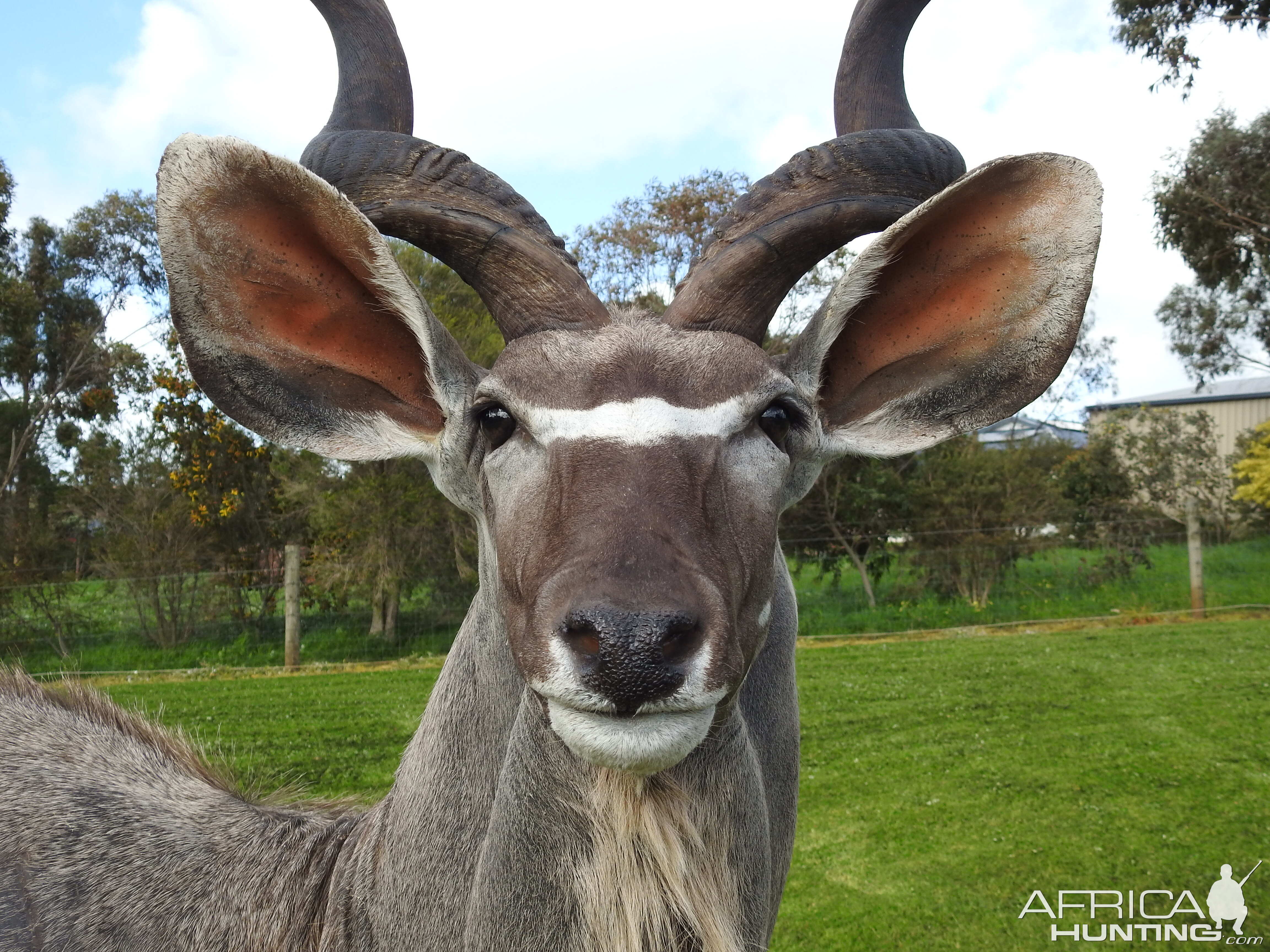 Kudu Shoulder Mount Pedestal Taxidermy