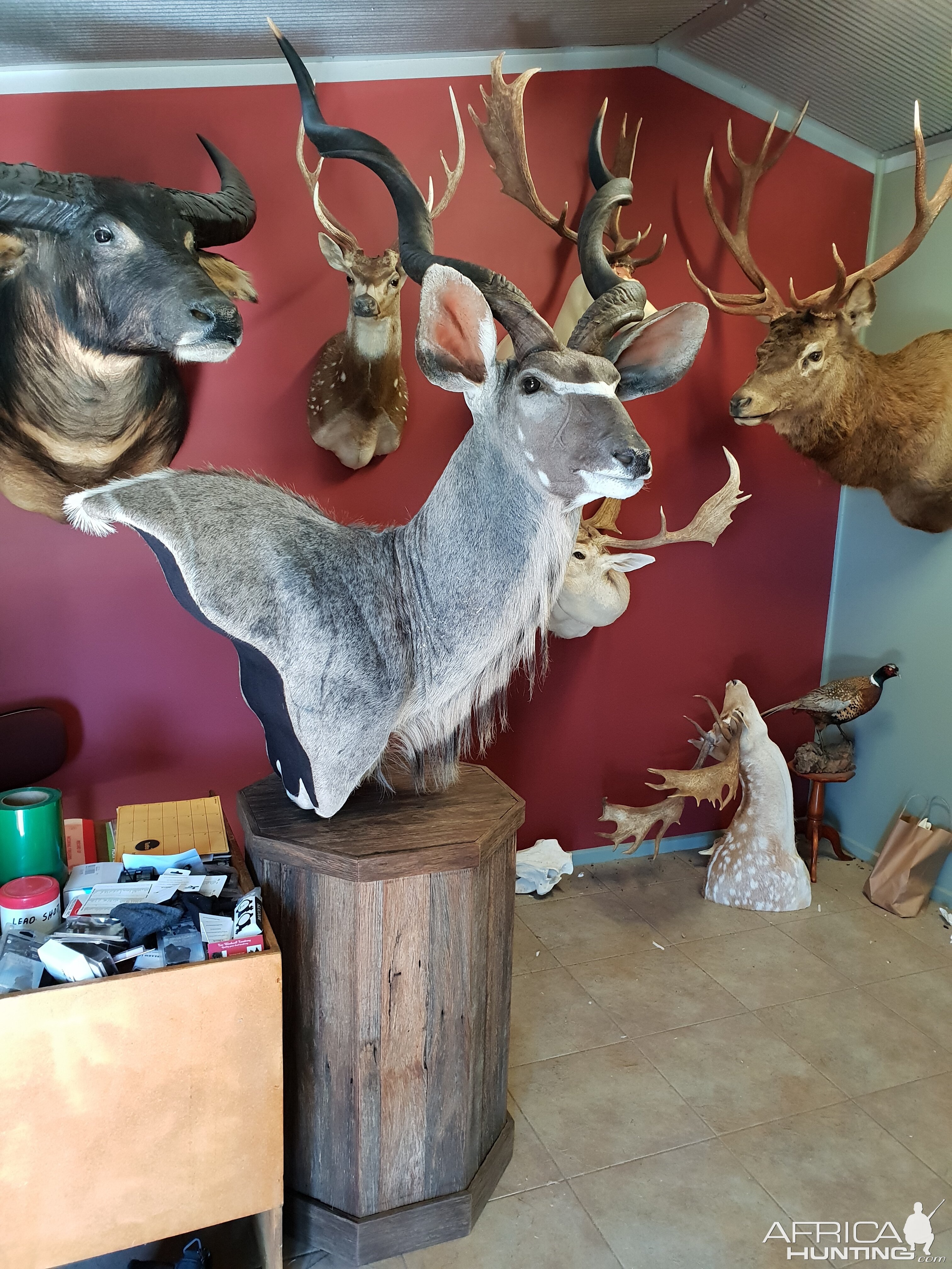 Kudu Shoulder Mount Pedestal Taxidermy