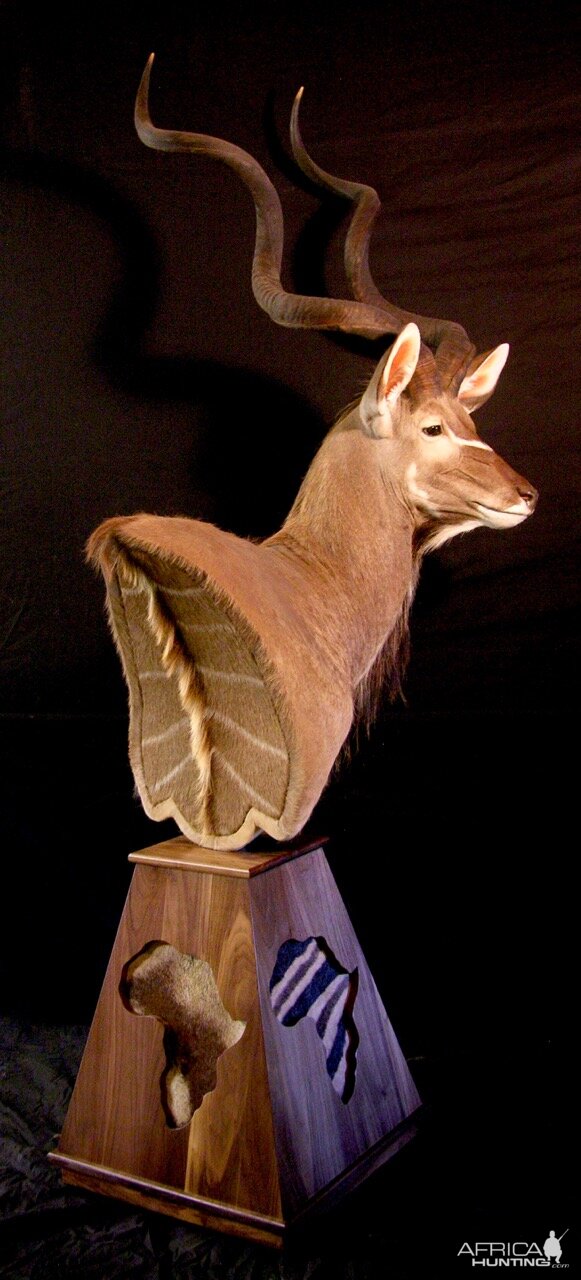 Kudu Shoulder Mount Pedestal Taxidermy