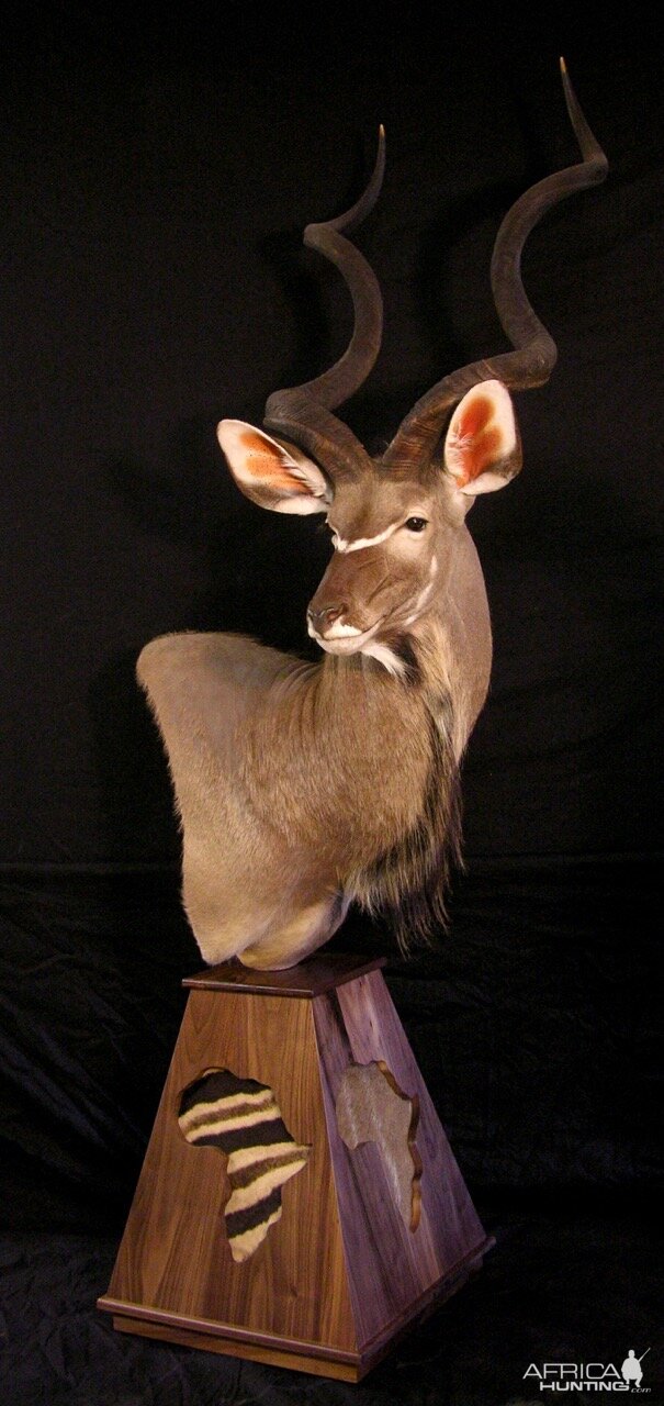 Kudu Shoulder Mount Pedestal Taxidermy