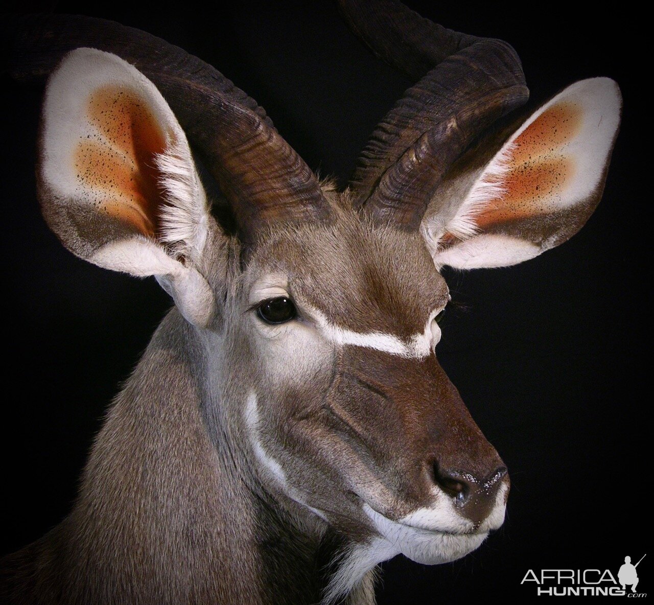 Kudu Shoulder Mount Pedestal Taxidermy