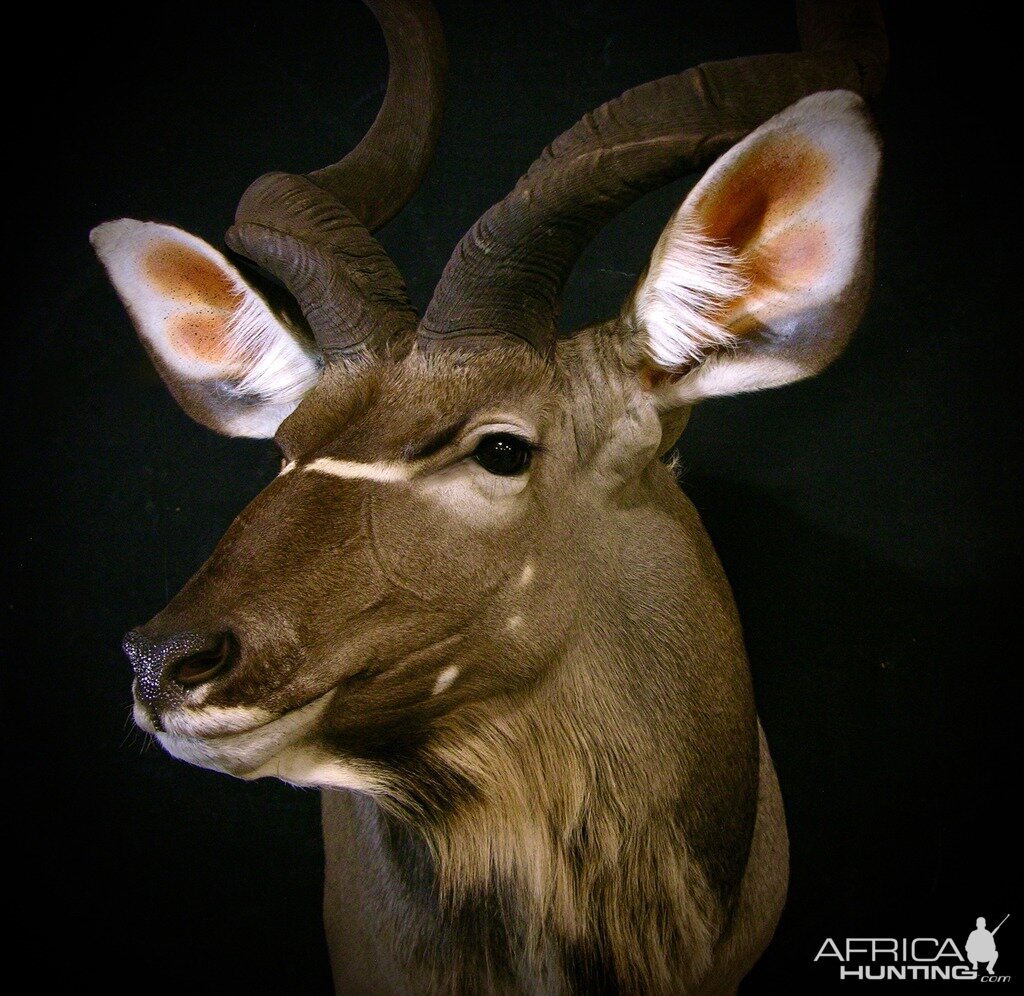 Kudu Shoulder Mount Taxidermy Close Up