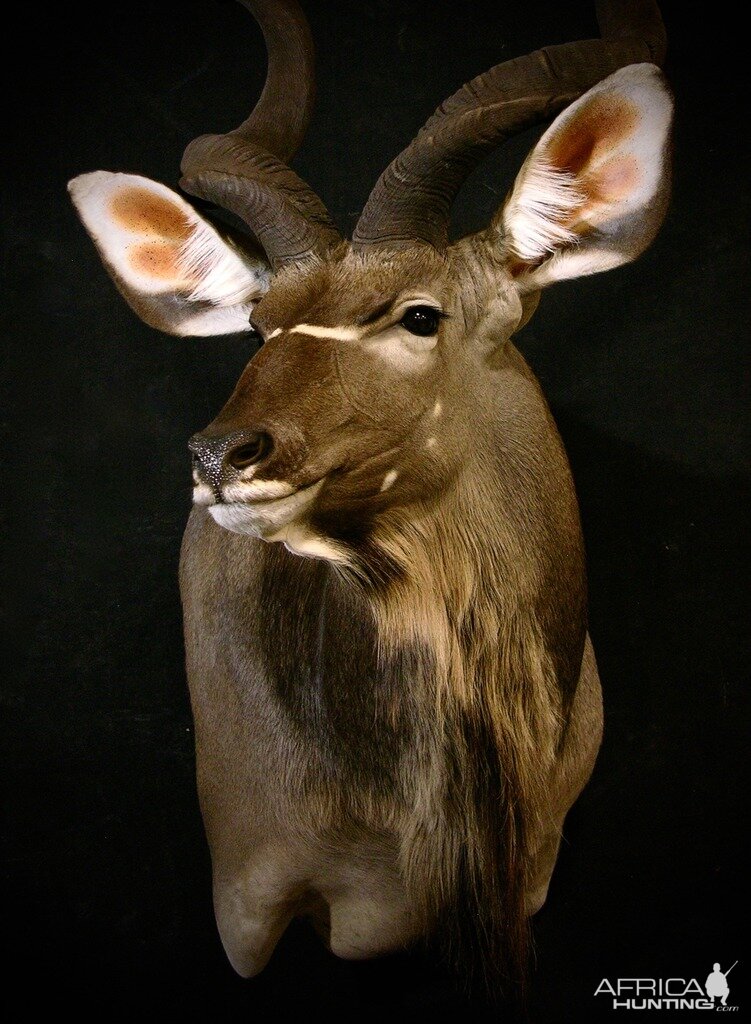 Kudu Shoulder Mount Taxidermy Close Up