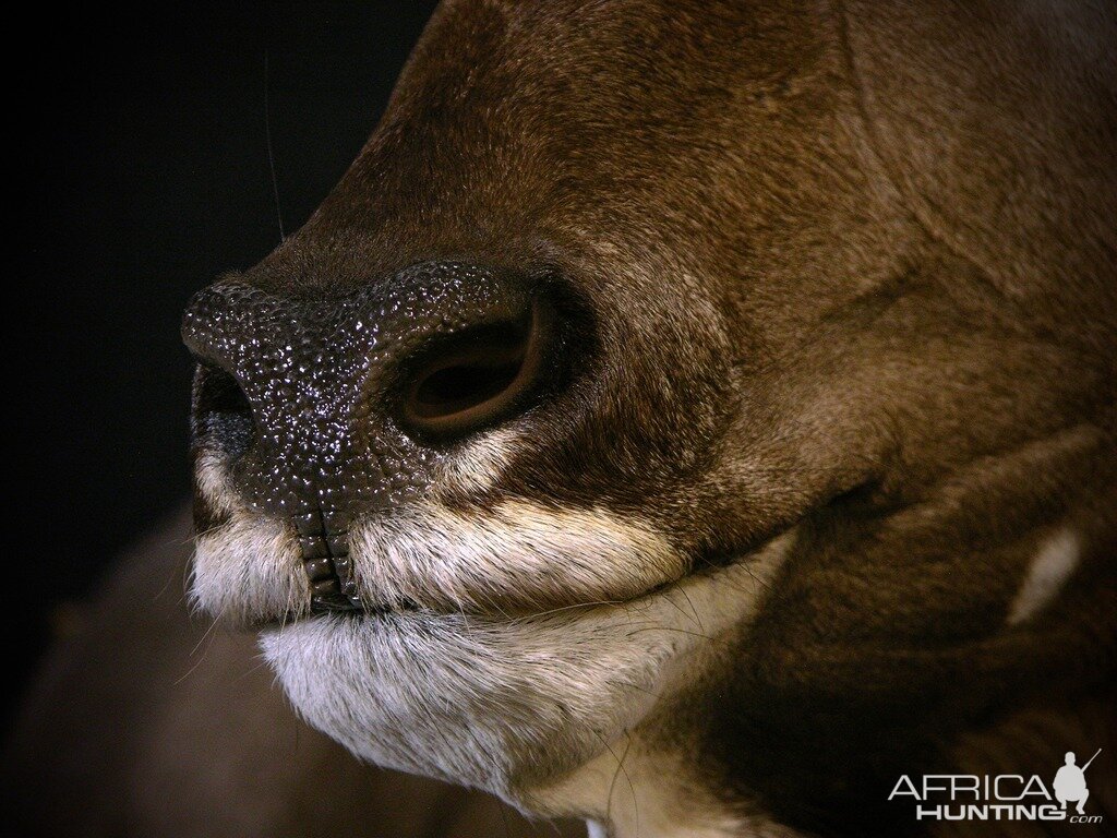 Kudu Shoulder Mount Taxidermy Close Up