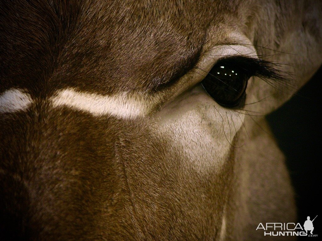 Kudu Shoulder Mount Taxidermy Close Up