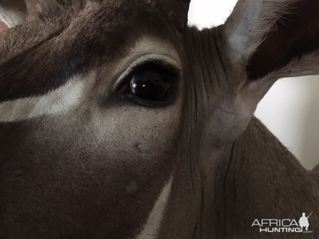 Kudu Shoulder Mount Taxidermy Close Up