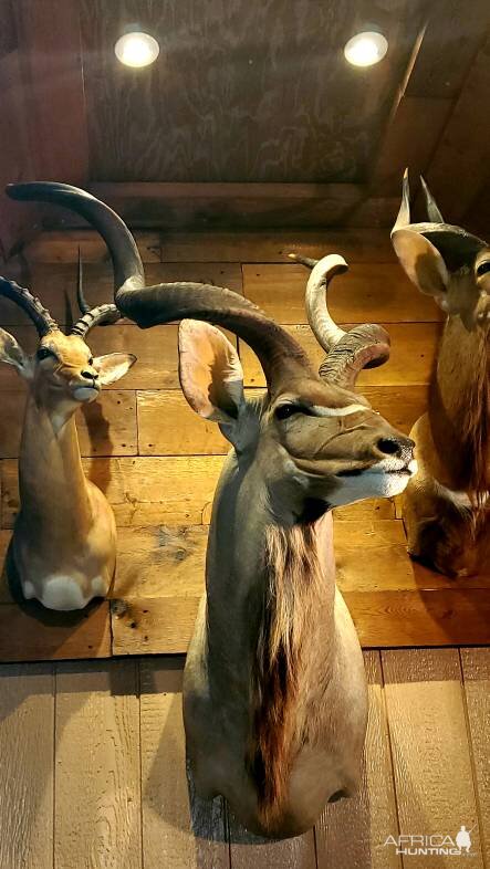 Kudu Shoulder Mount Taxidermy