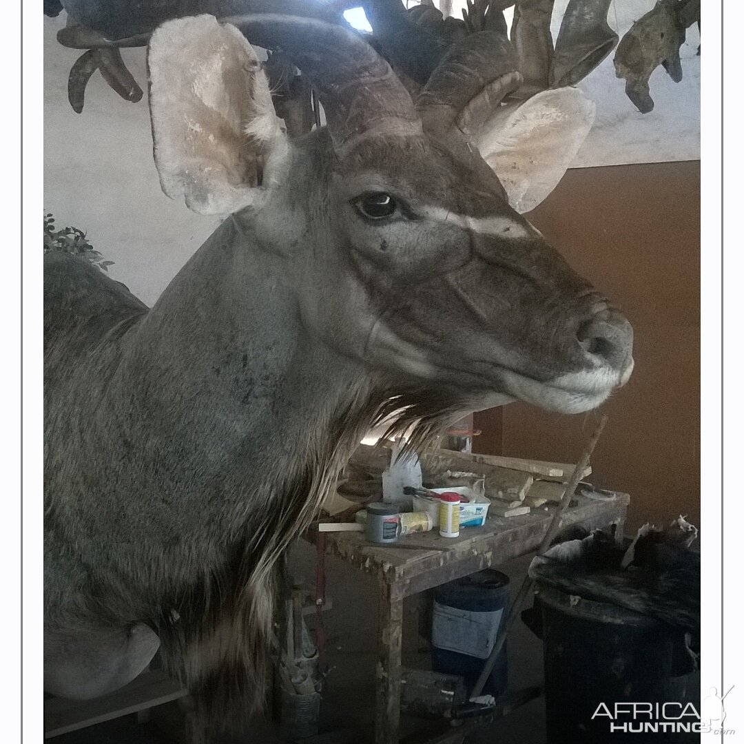 Kudu Shoulder Mount Taxidermy