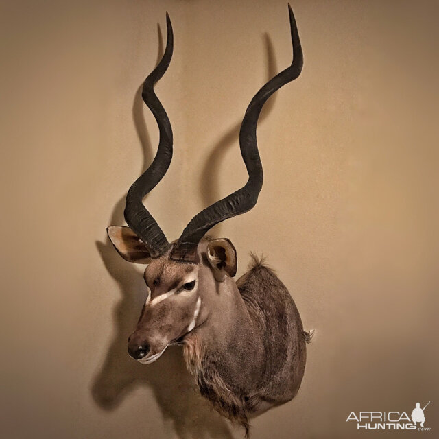 Kudu Shoulder Mount Taxidermy