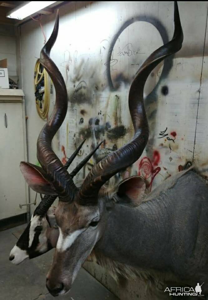 Kudu Shoulder Mount Taxidermy