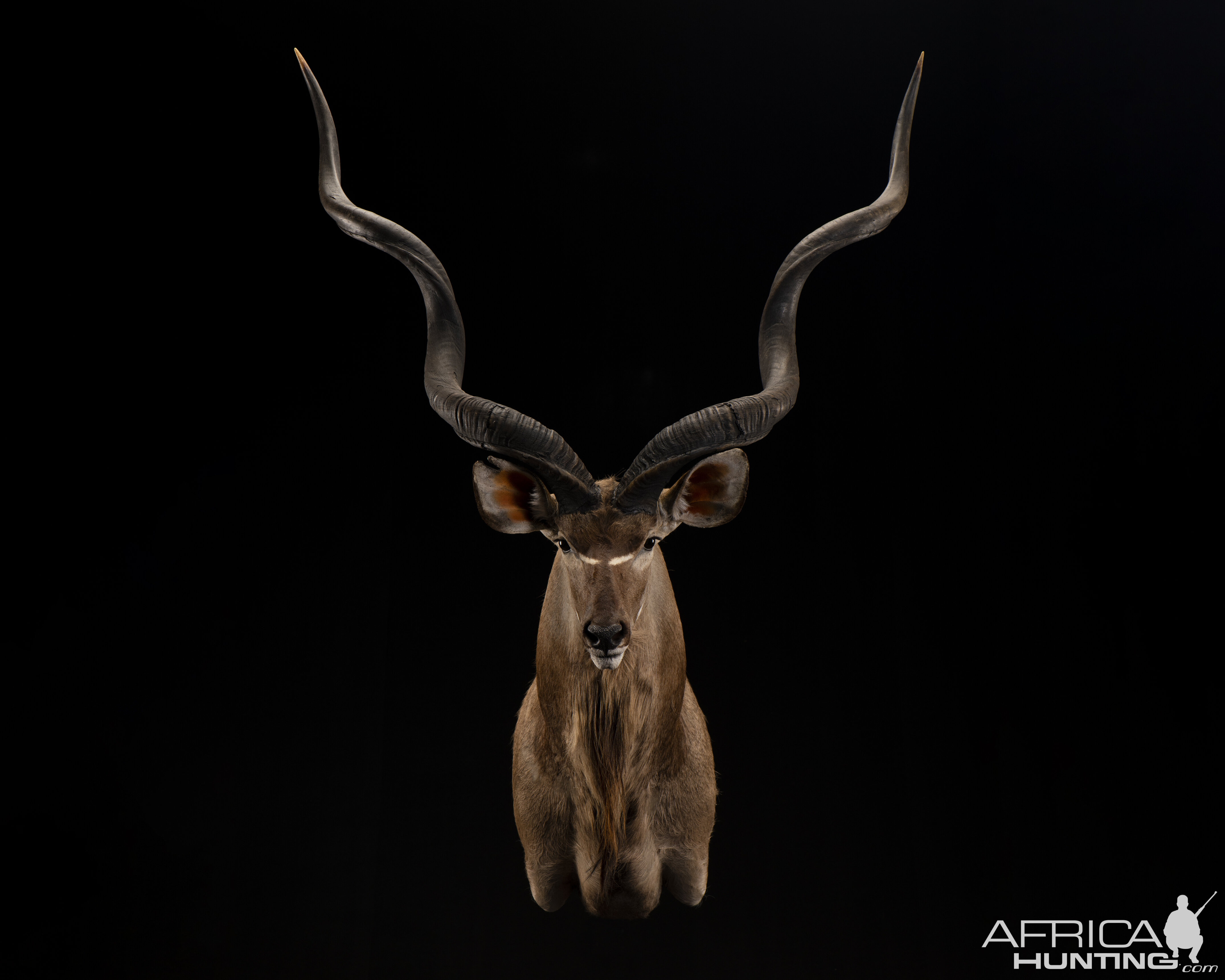 Kudu Shoulder Mount Taxidermy