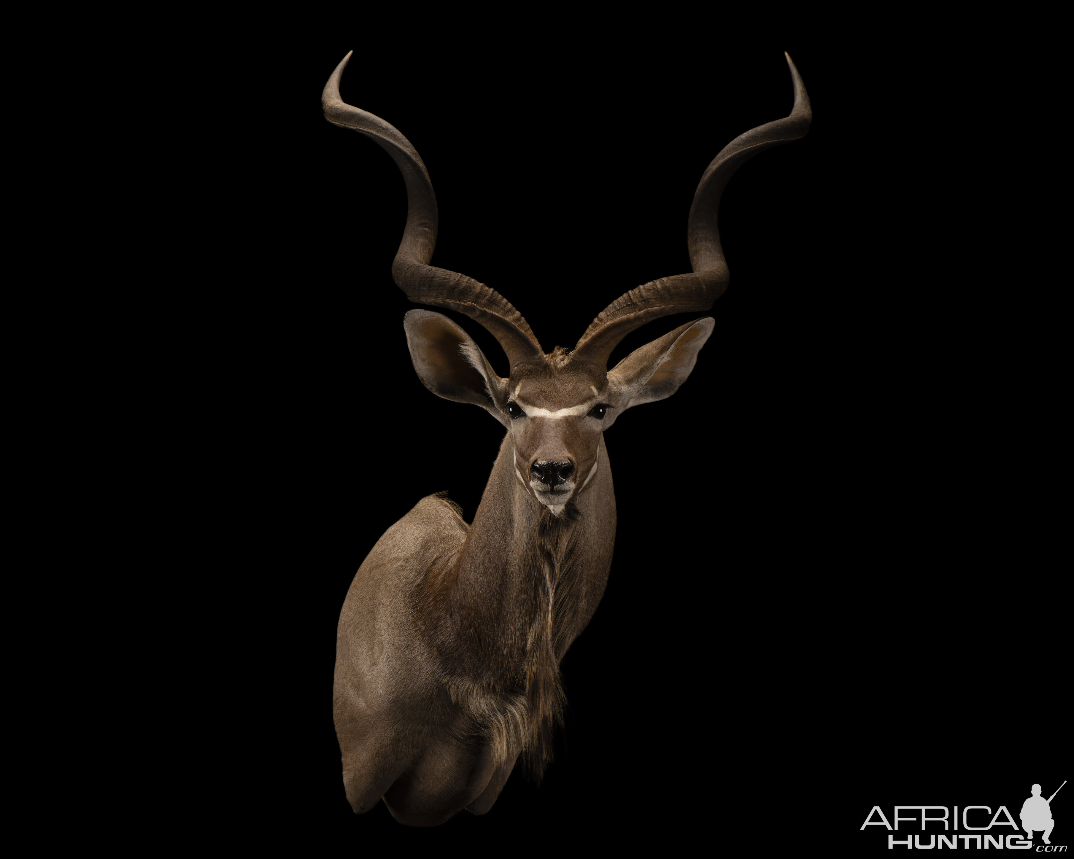 Kudu Shoulder Mount Taxidermy