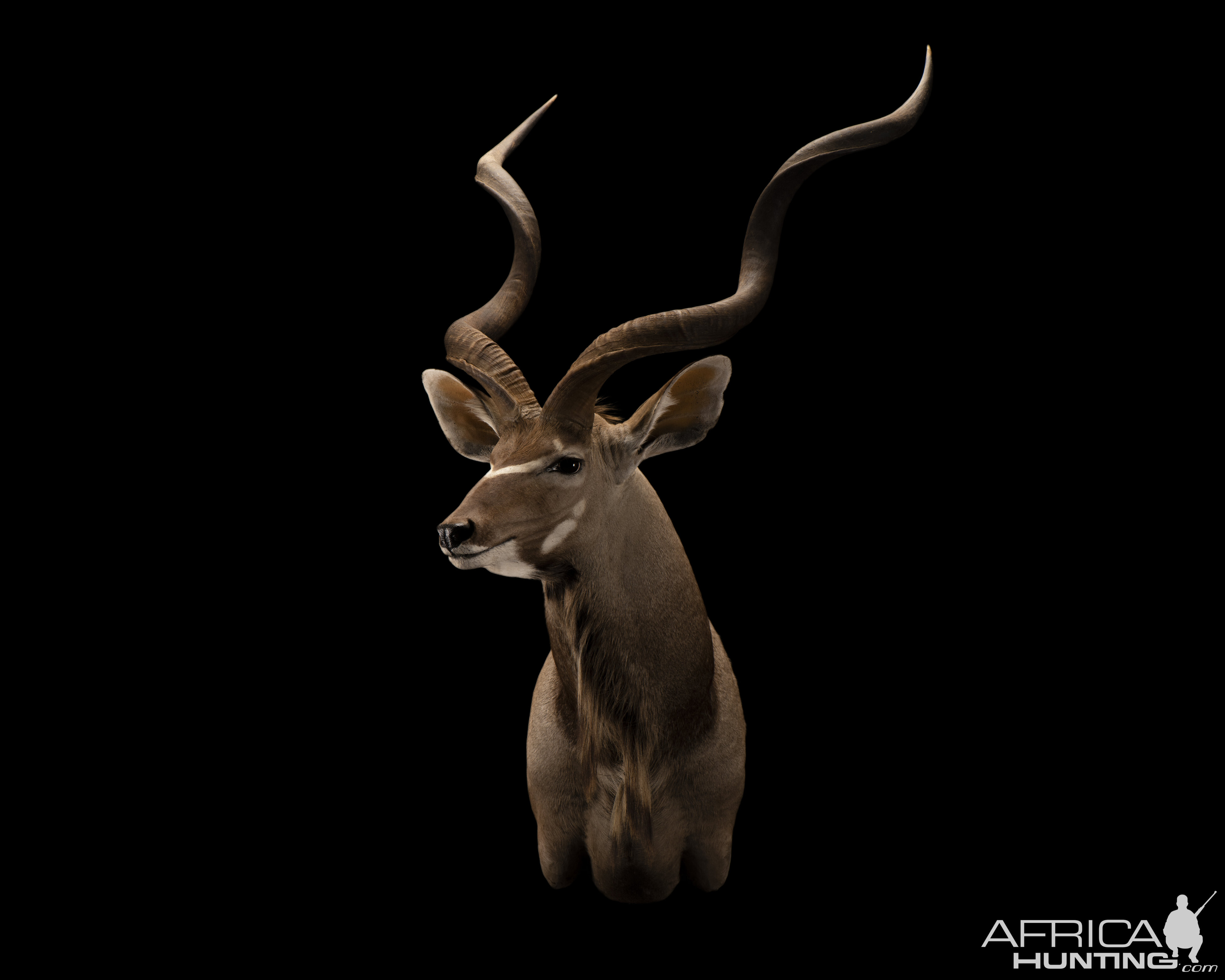 Kudu Shoulder Mount Taxidermy