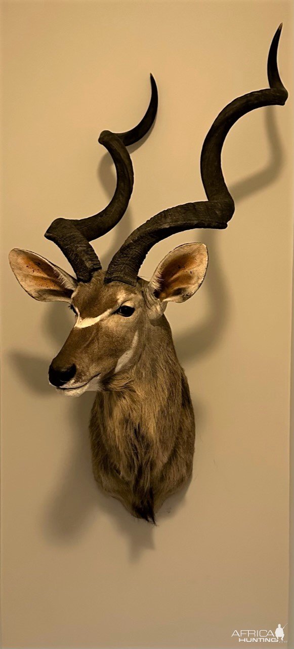 Kudu Shoulder Mount Taxidermy