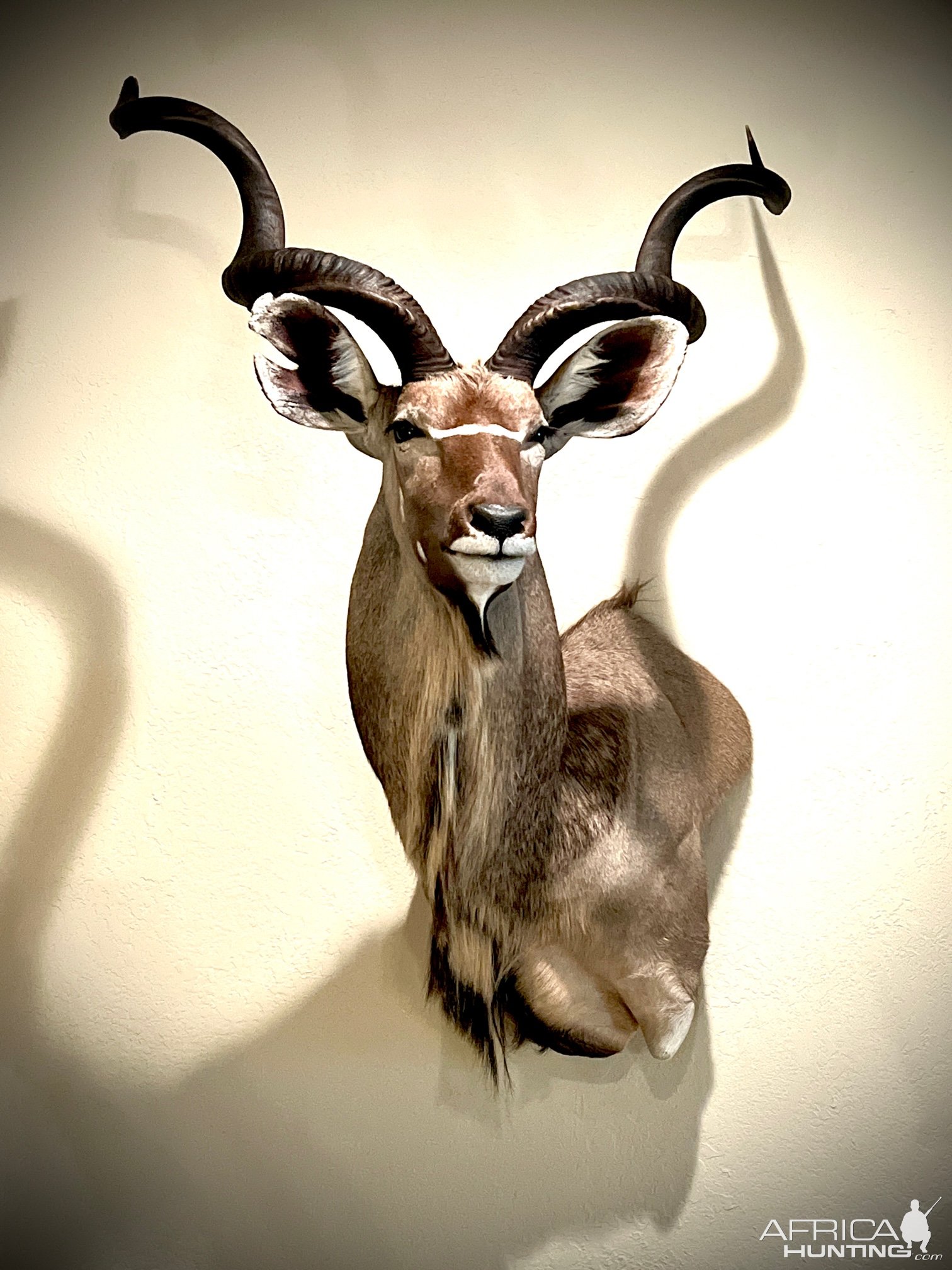 Kudu Shoulder Mount Taxidermy