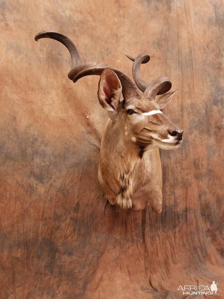 Kudu Shoulder Mount Taxidermy