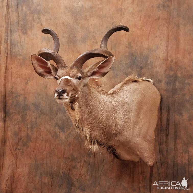 Kudu Shoulder Mount Taxidermy