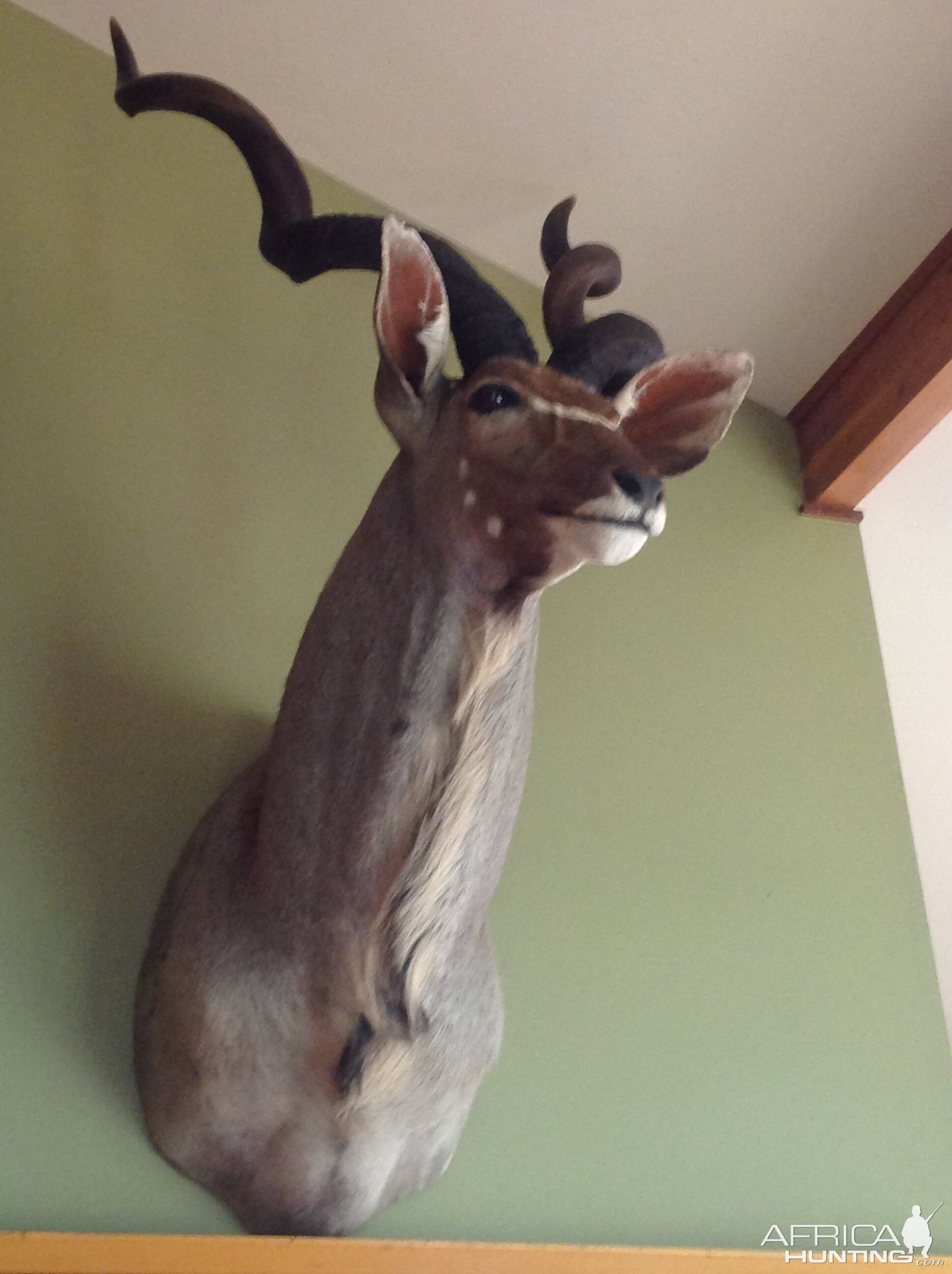 Kudu Shoulder Mount Taxidermy