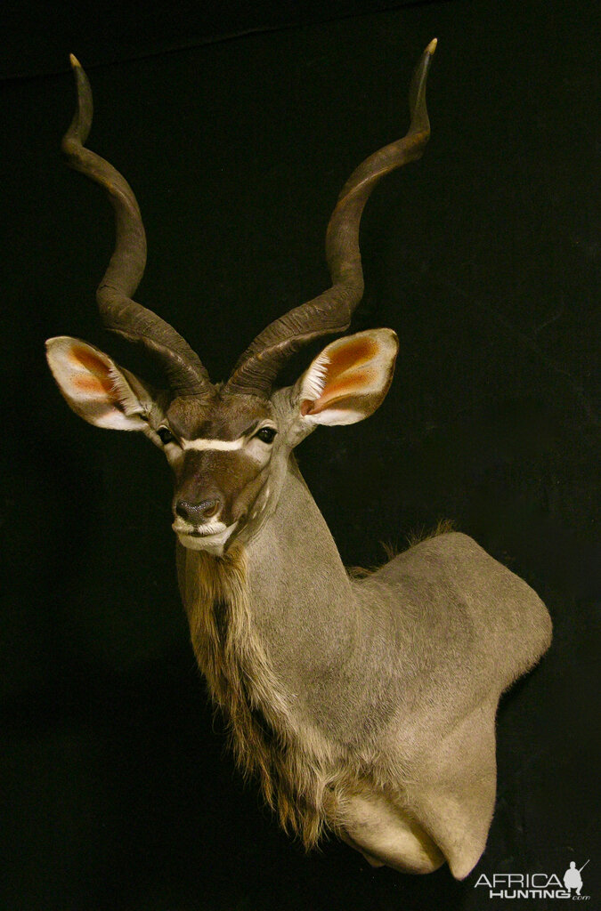 Kudu Shoulder Mount Taxidermy