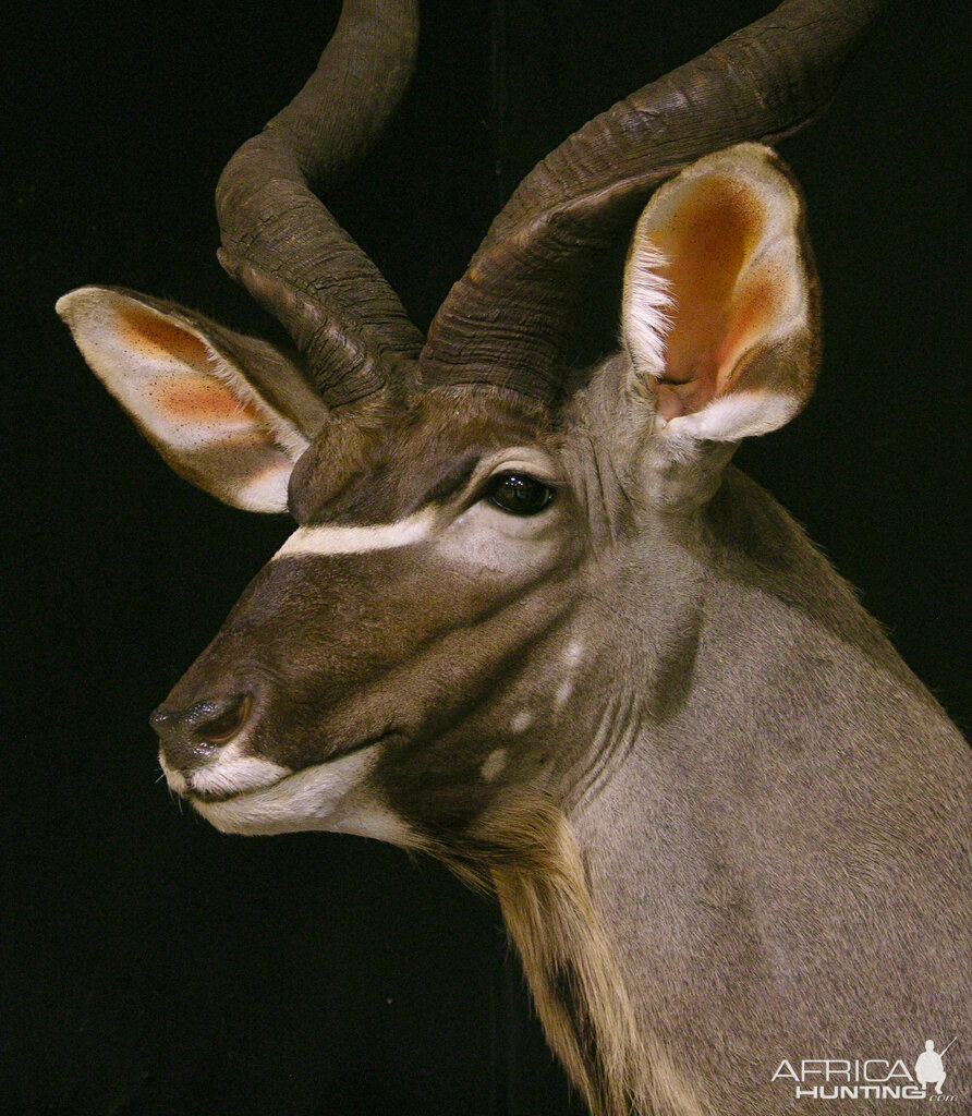 Kudu Shoulder Mount Taxidermy