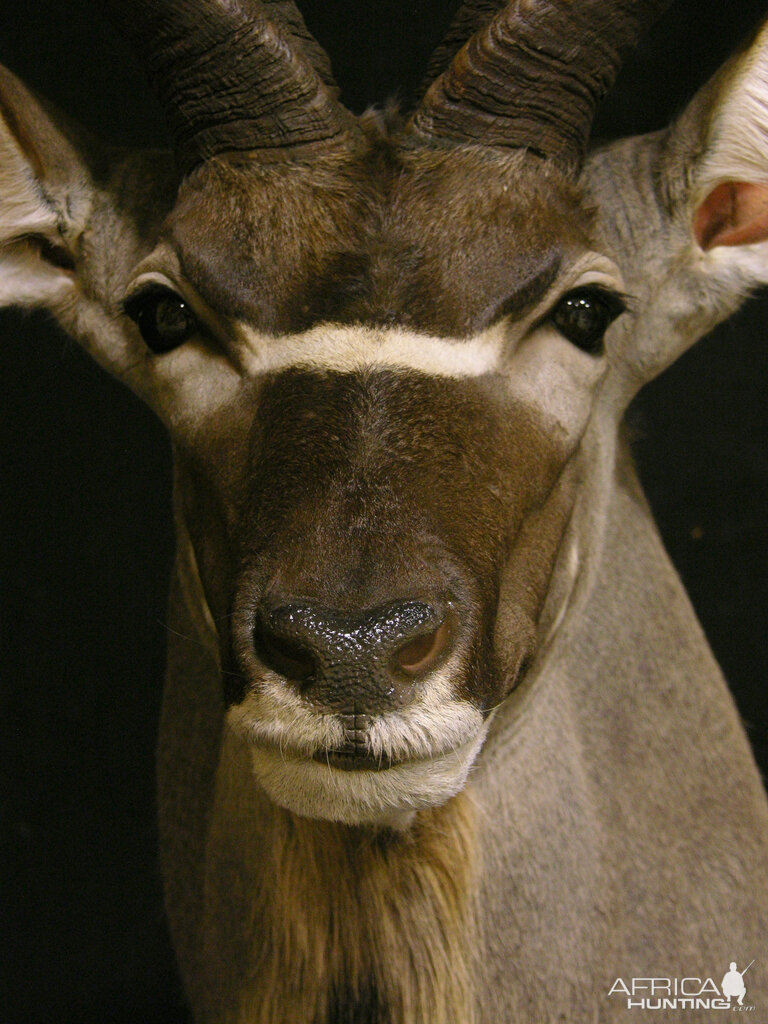 Kudu Shoulder Mount Taxidermy